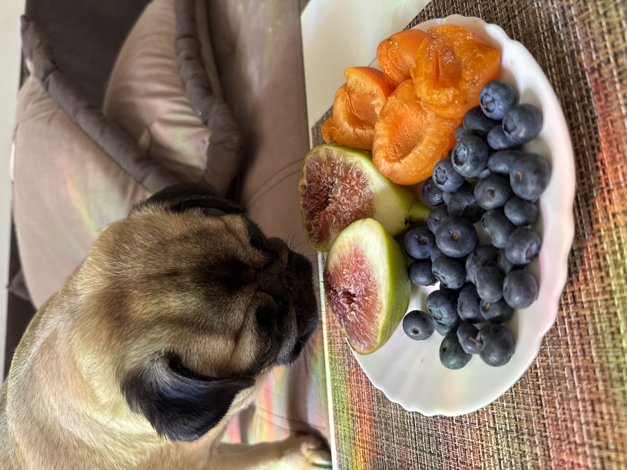 A fawn-colored pug sniffs a white plate of fruit, which includes halved figs, blueberries, and sliced apricots. The plate rests on a textured placemat. In the background, a couch with large pillows is visible. The setting appears to be indoors, possibly a living room, with no specific city or location details discernible.