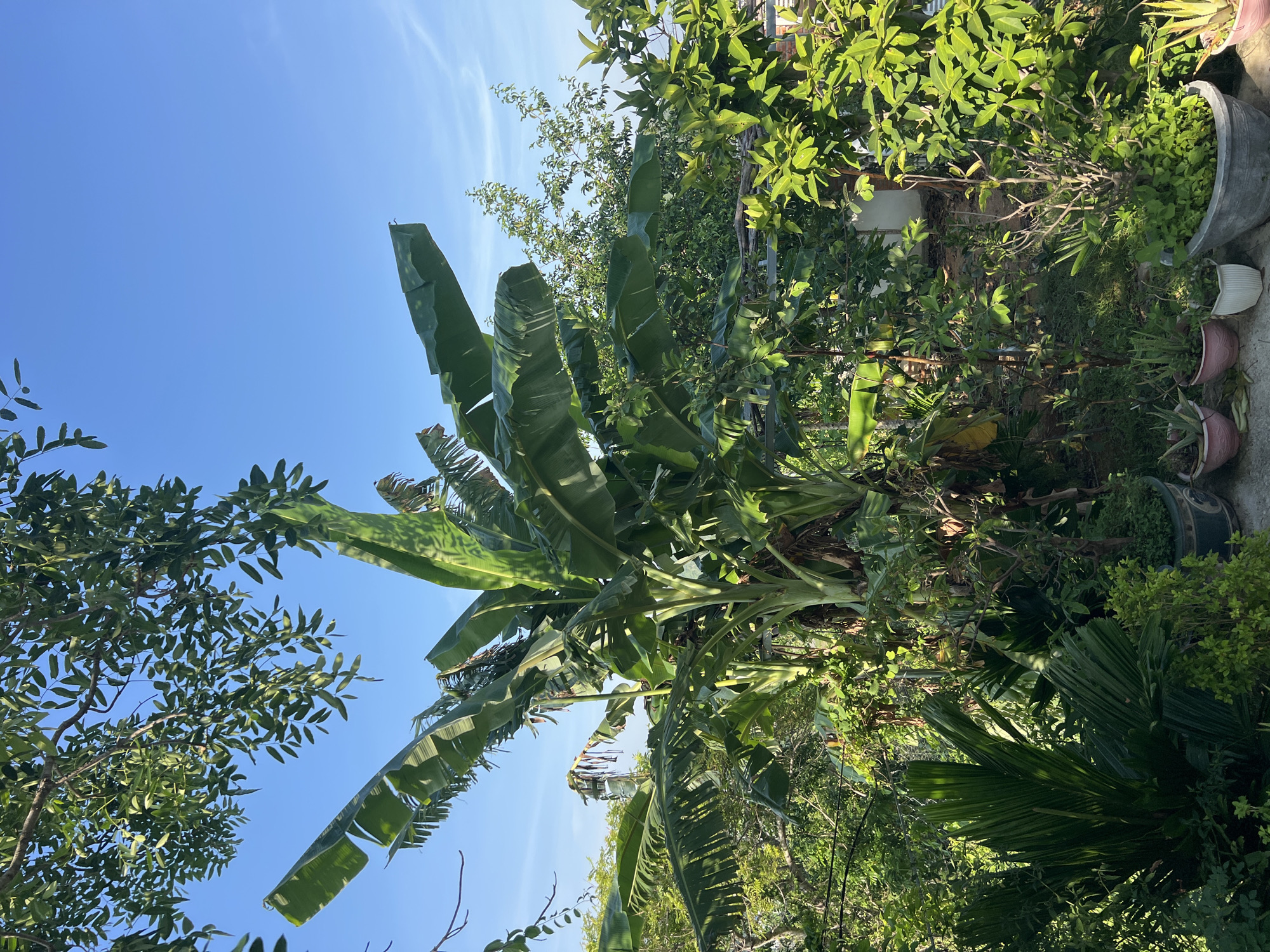 In an outdoor garden scene, a tall banana tree with large, green leaves dominates the center. Surrounding it are various other lush green plants, some in pots on the ground. A clear blue sky with a few wispy clouds forms the backdrop. The lighting suggests it is daytime. The scene appears to be a residential area with vegetation.