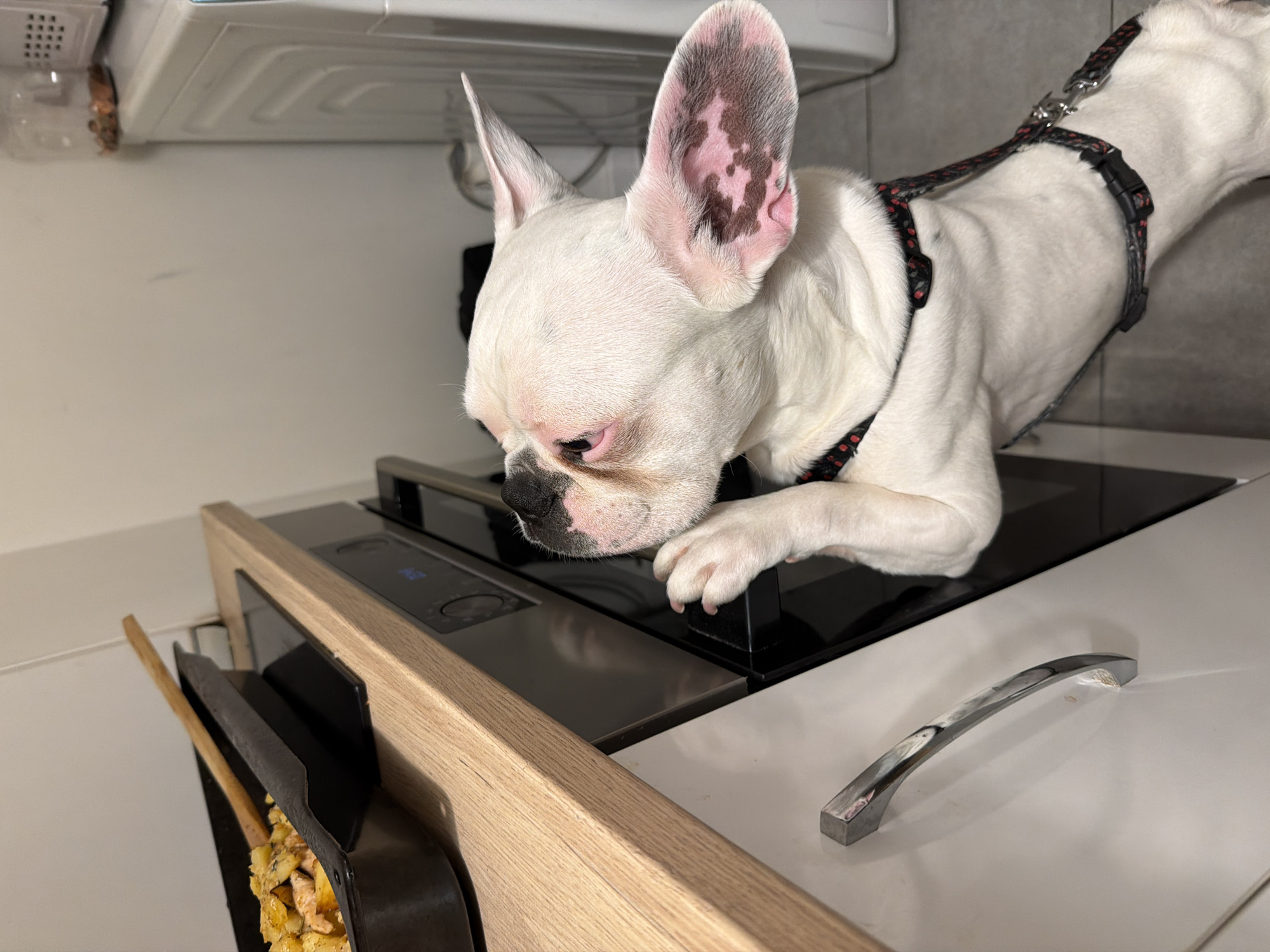 A white French bulldog with pink-tinged ears and red markings is standing on its hind legs, looking intently into an open oven. The dog is wearing a black and red polka-dot harness. The oven is built into a kitchen counter with a light wood finish. A roasting pan filled with food, including potatoes and what appears to be meat, sits on the counter next to the oven, with a wooden spoon resting inside it. To the right of the oven, a white washing machine is visible, and on top of it, a glass jar filled with coins. The overall environment suggests a domestic kitchen setting. The image does not provide any information about the city of Sofia, Bulgaria.