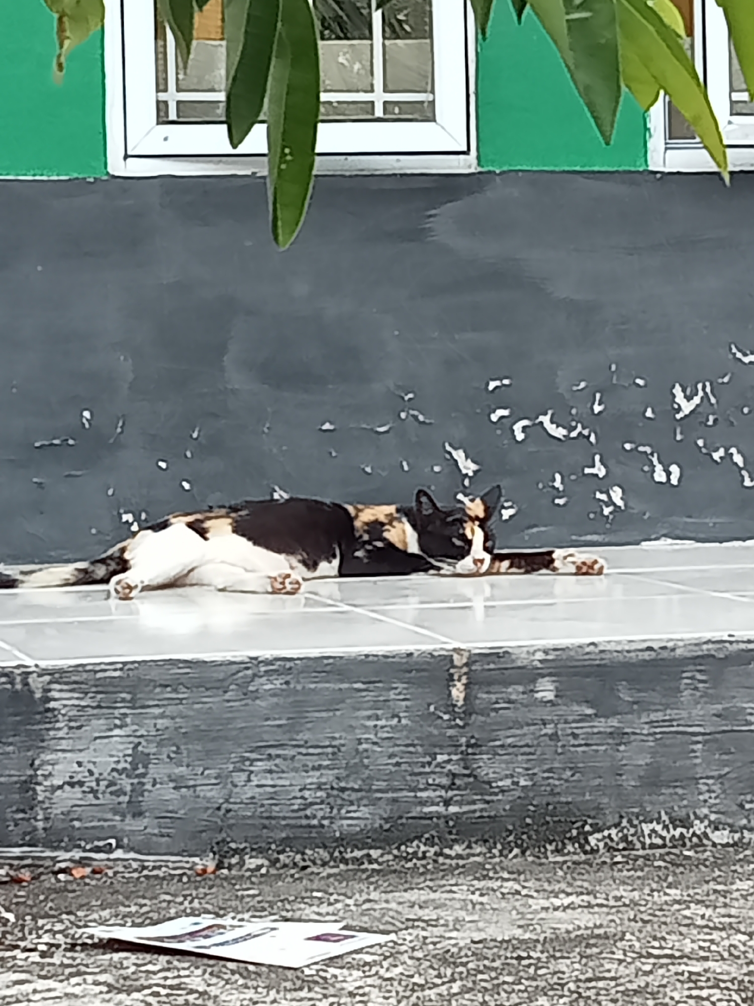 A calico cat lies on its side on a tiled surface. The cat has patches of black, white, and orange fur. Its paws are extended, and its head is resting on one paw, facing the viewer. The background consists of a dark, textured wall with some white speckles. Above the wall, a section of a green building with a white-trimmed window is visible, with green leaves hanging down in the foreground. The tiled surface appears to be part of an outdoor walkway or patio. In the lower foreground, a piece of paper with some text and graphics is lying on a textured surface. This scene is located in Kualu, Indonesia.