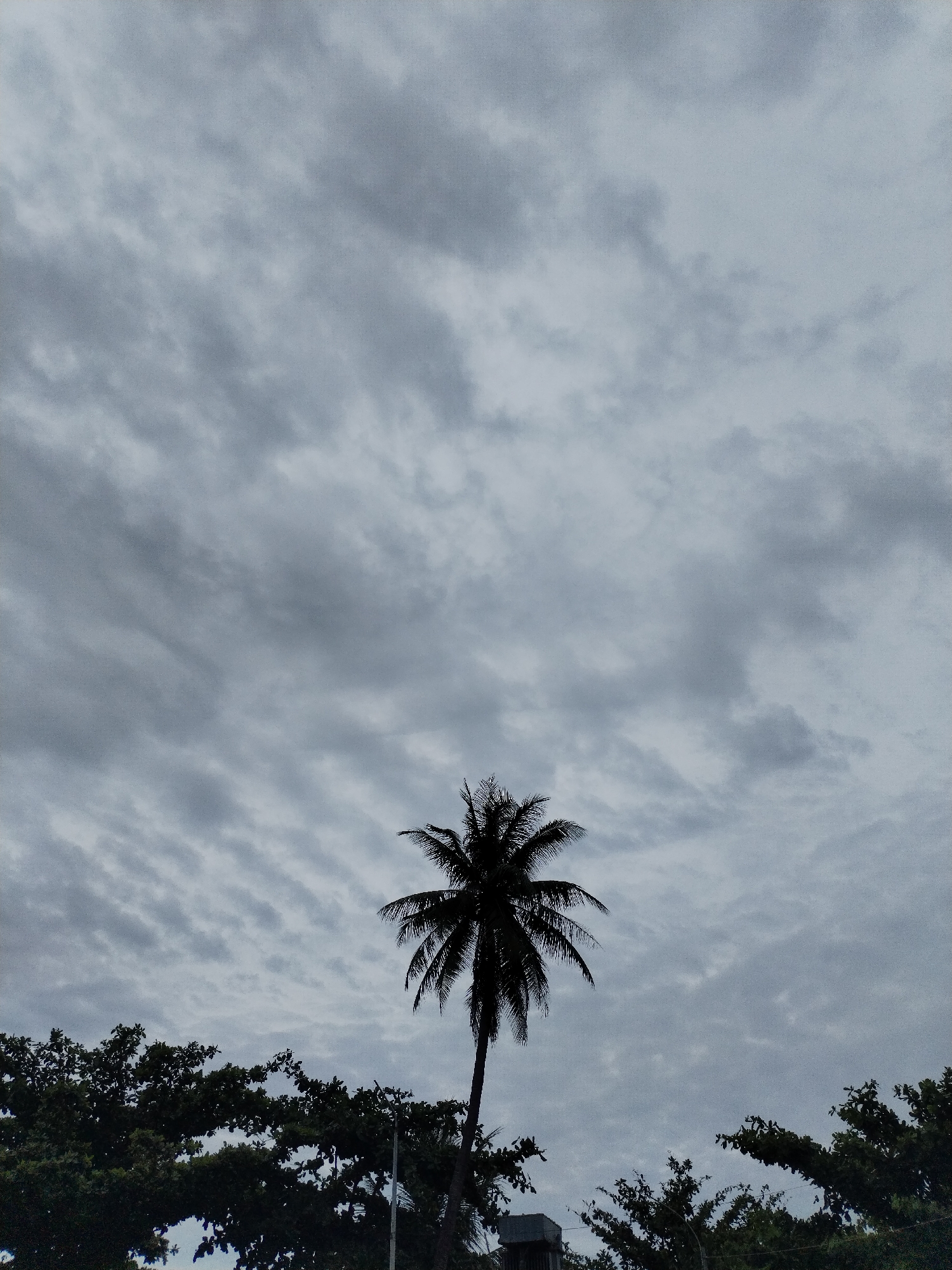 The image shows a cloudy sky above a tropical scene, likely in Nha Trang Ward, Vietnam. In the center stands a silhouetted coconut palm tree, its trunk extending upward from among other green trees in the foreground. The sky is overcast with gray clouds, creating a muted light. There are no people visible in the image. A small, square structure, possibly a building fragment or utility box, can be seen at the base of the coconut palm. The predominant impression is a contrast between the dark silhouettes of the vegetation and the gray, overcast sky.