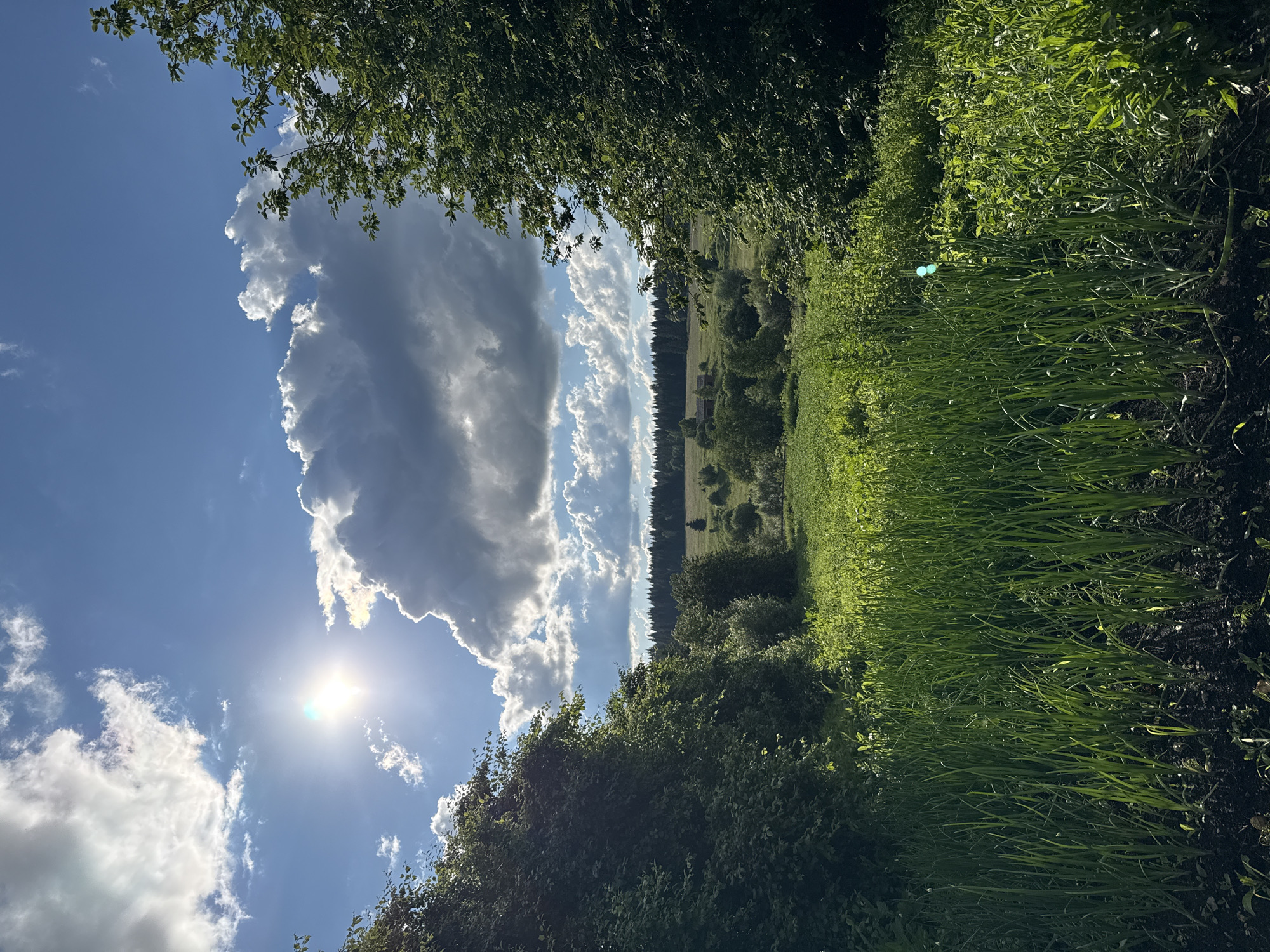 The image depicts a sunlit rural landscape with a vibrant green meadow in the foreground. Tall, lush green grass and plants fill the lower portion of the frame, illuminated by bright sunlight. Two trees frame the scene on the left and right, their leaves casting shadows. Beyond the meadow, a field with scattered trees and what appear to be two small, distant buildings stretches towards a dense forest that forms the horizon line. The sky is a brilliant blue, dotted with dramatic, fluffy white and dark grey clouds. The sun, a bright, dazzling orb, shines through a break in the clouds on the upper left, casting rays of light. The overall impression is a serene and picturesque summer day in a rural setting. Given the information about the location of Большой Турыш, Russia, this scene is consistent with the natural environment found in that region.