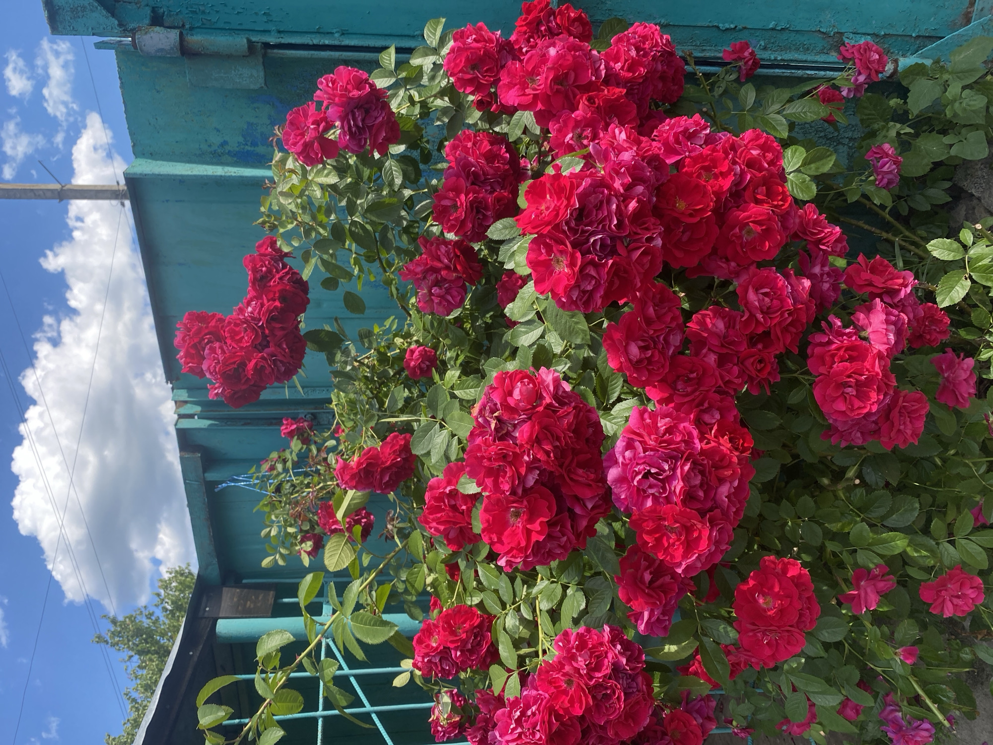 This image captures a cluster of vibrant red roses in full bloom, situated against a weathered, teal-colored wooden fence. The roses exhibit dense clusters of petals, with varying shades of red and magenta, indicating a summer blooming period. Lush green foliage surrounds the flowers, providing a rich contrast to the bright blooms and the aged fence. In the background, a glimpse of a simple, grey structure with a dark roof is visible, possibly a shed or outbuilding. The sky above is a brilliant blue, dotted with fluffy white clouds, suggesting a clear and pleasant day. The scene is set in an outdoor, likely residential, environment.