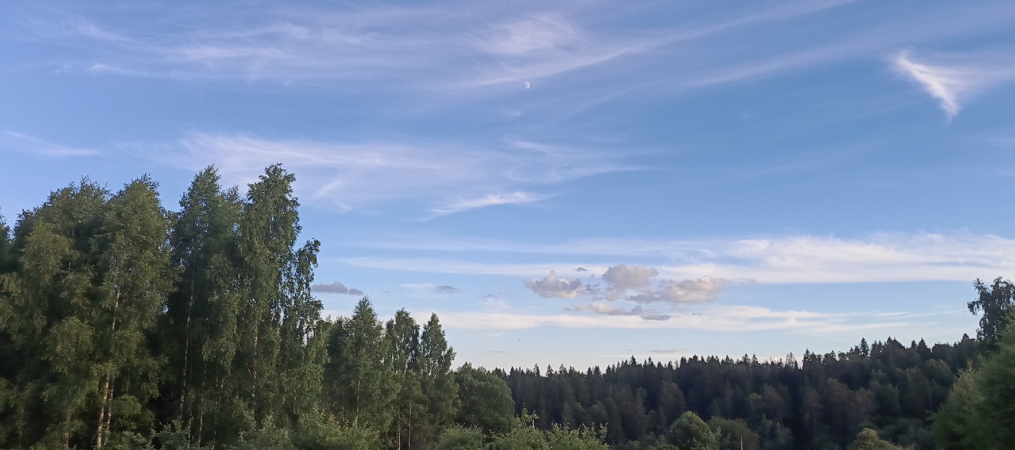 The image depicts a landscape scene in Мерчалово Снт, Russia. The dominant subjects are a line of deciduous trees in the foreground and a dense forest stretching across the middle ground, silhouetted against a bright blue sky. The sky is filled with wispy, cirrus clouds, indicating fair weather. A crescent moon is visible in the upper portion of the sky, suggesting it is either early morning or late evening. The lighting suggests the sun is low in the sky, casting a soft glow. The overall mood is serene and natural. There are no people or man-made objects visible in the image, emphasizing the rural and natural setting. The foreground trees are lush and green, indicating it is likely summer or early autumn. The density of the forest in the background suggests a wilderness area.