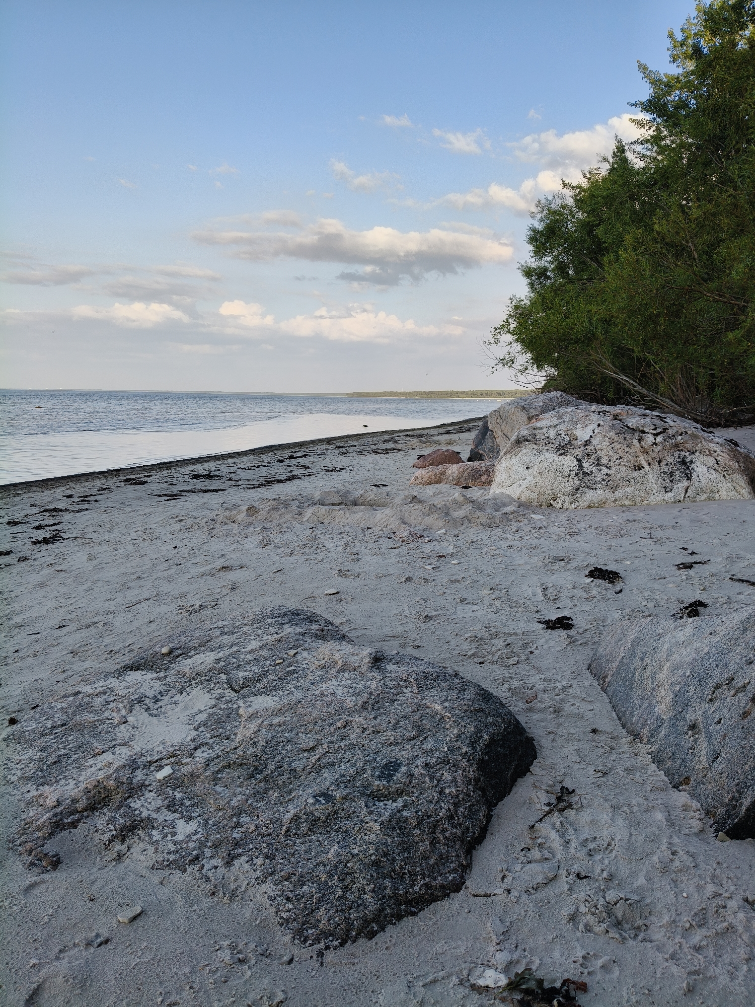 The image depicts a serene beach scene in Bigauņciems, Latvia. The foreground is dominated by large, weathered rocks scattered across the pale sand. The texture of the sand is visible, with small pebbles and scattered dark seaweed. Beyond the sandy shore, a calm body of water stretches towards the horizon, meeting a soft, pale sky with scattered white and gray clouds. A dense line of green trees lines the edge of the beach on the right side of the image, providing a natural border. The overall impression is one of quiet natural beauty, with no people or man-made objects present.