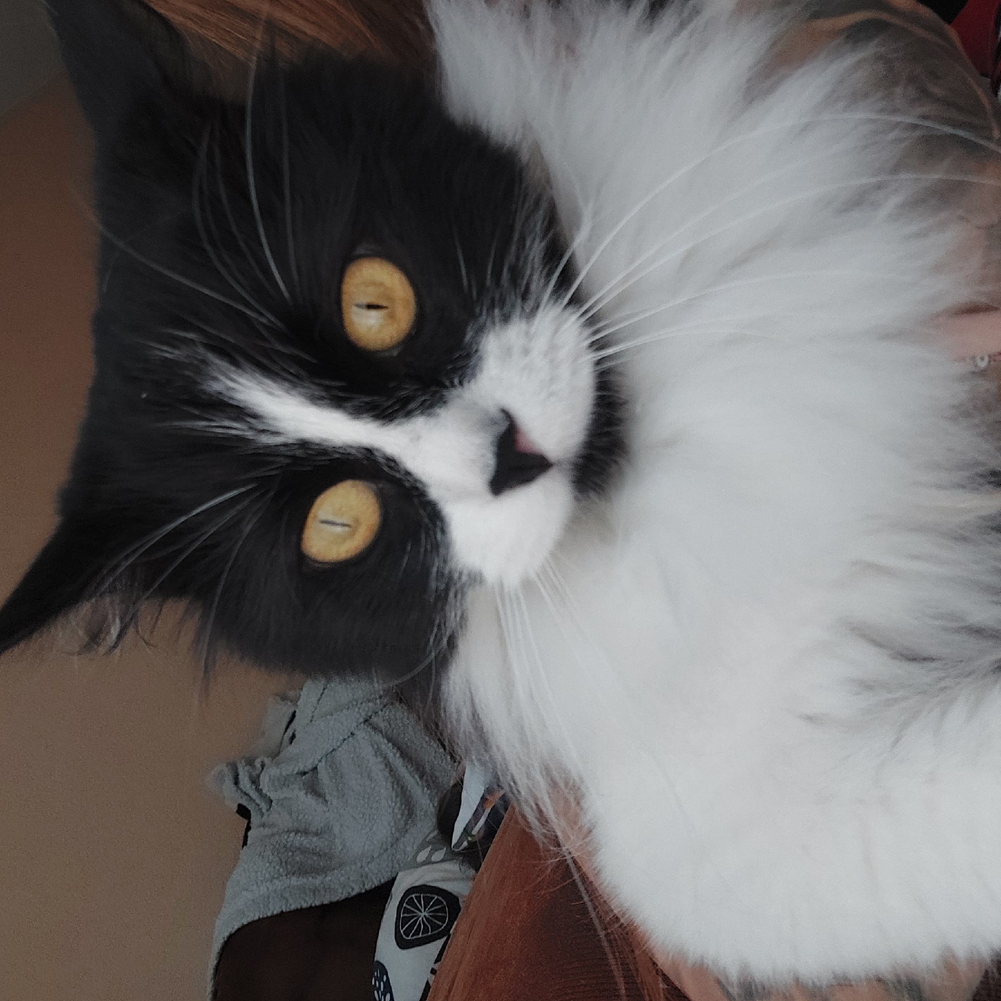 A black and white cat with golden eyes is looking at the camera. The cat has long white fur on its chest and whiskers. Part of a grey fuzzy jacket and patterned fabric is visible in the lower left of the frame. The background is a light peach color. There is no information available in the image to indicate the location is Plovdiv, Bulgaria.