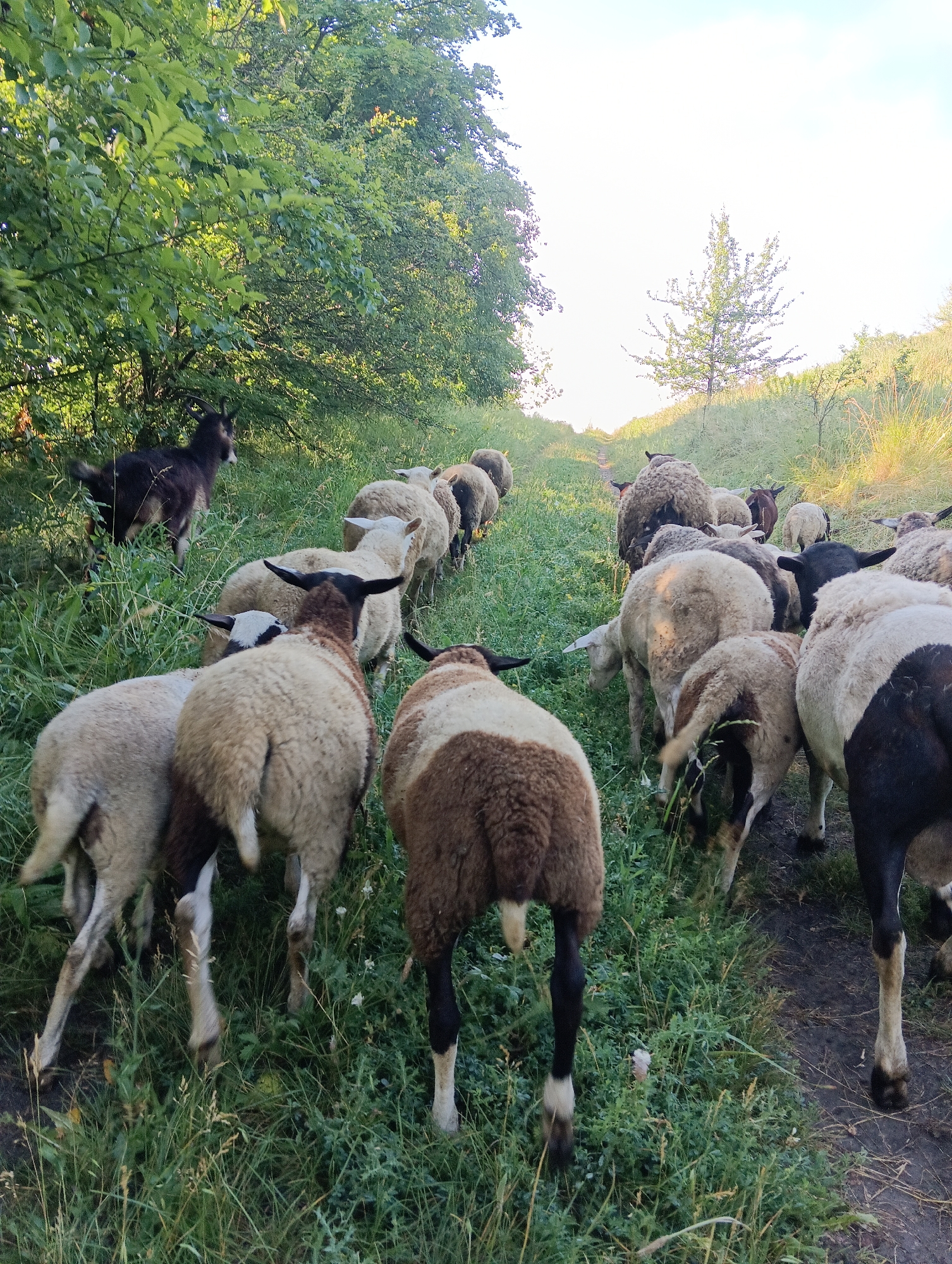 A herd of sheep and one dark goat are walking on a dirt path through a grassy area with trees. The sheep are of various colors, including white, brown, and black. They are walking in a single file line, with the goat leading the way. The trees are green and lush, and the grass is tall and overgrown. The sky is bright and clear. The scene appears to be in a rural area, possibly a farm or a nature preserve.
