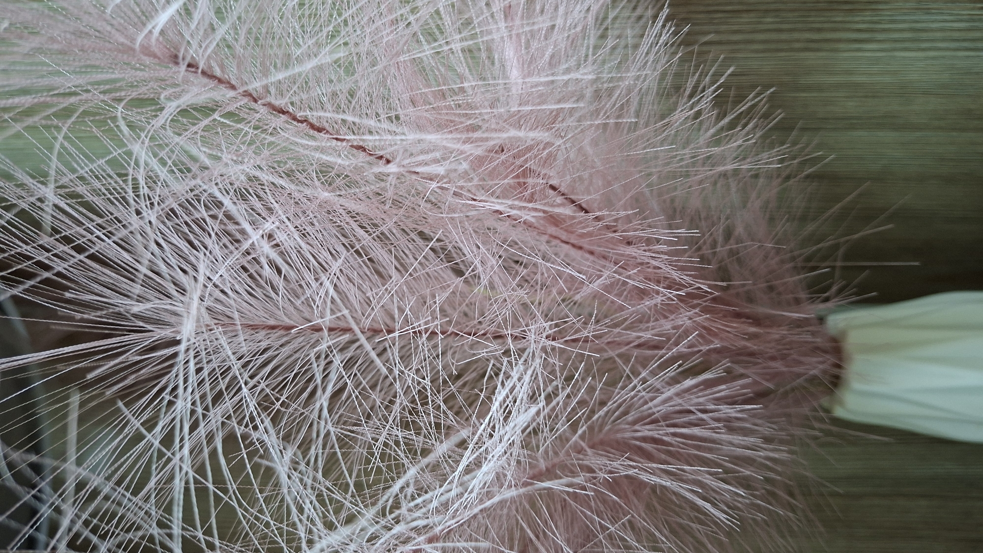 The image shows a close-up view of ornamental plumes, likely pampas grass or a similar species, with a pinkish-white hue. The plumes have a feathery texture and are densely packed. A portion of a vase or wrapping is visible in the lower right corner. The background consists of a horizontal, light brown, possibly wooden surface. There are no identifiable people, actions, or interactions visible. The location of Chaikovsky, Russia is unknown to me from the image.