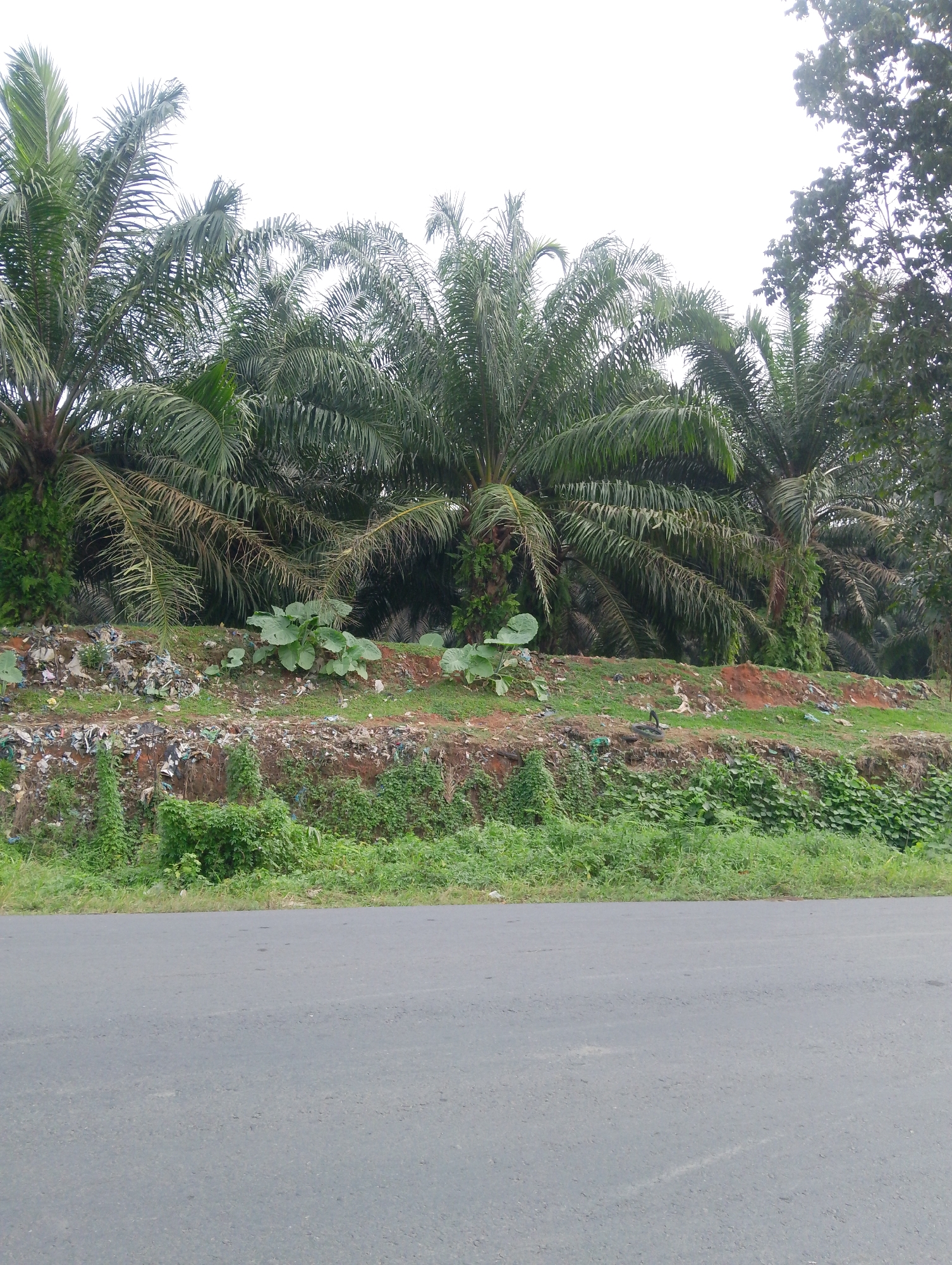 The image captures a scene along a roadside in Naga Jaya 1, Indonesia. In the foreground, an asphalt road extends horizontally across the frame. Behind the road, a raised embankment is visible, heavily littered with various types of trash, including plastic bags, wrappers, and other debris. The embankment is partially covered with green vegetation, including low-lying plants and vines. In the background, several palm trees stand tall, their fronds arching over the trash-strewn embankment. The overall impression is one of a scenic natural environment marred by the presence of significant litter, indicating a potential environmental issue in the area.