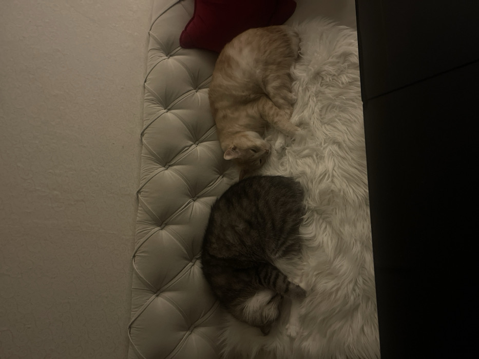 An aerial shot displays two cats, one tan and one grey tabby, curled up asleep on a tufted white bench. A red pillow rests behind the tan cat. A shag rug is beneath the cats. The bench sits against a textured wall on the left. To the right, a black cabinet or wall is visible. The scene is dimly lit.