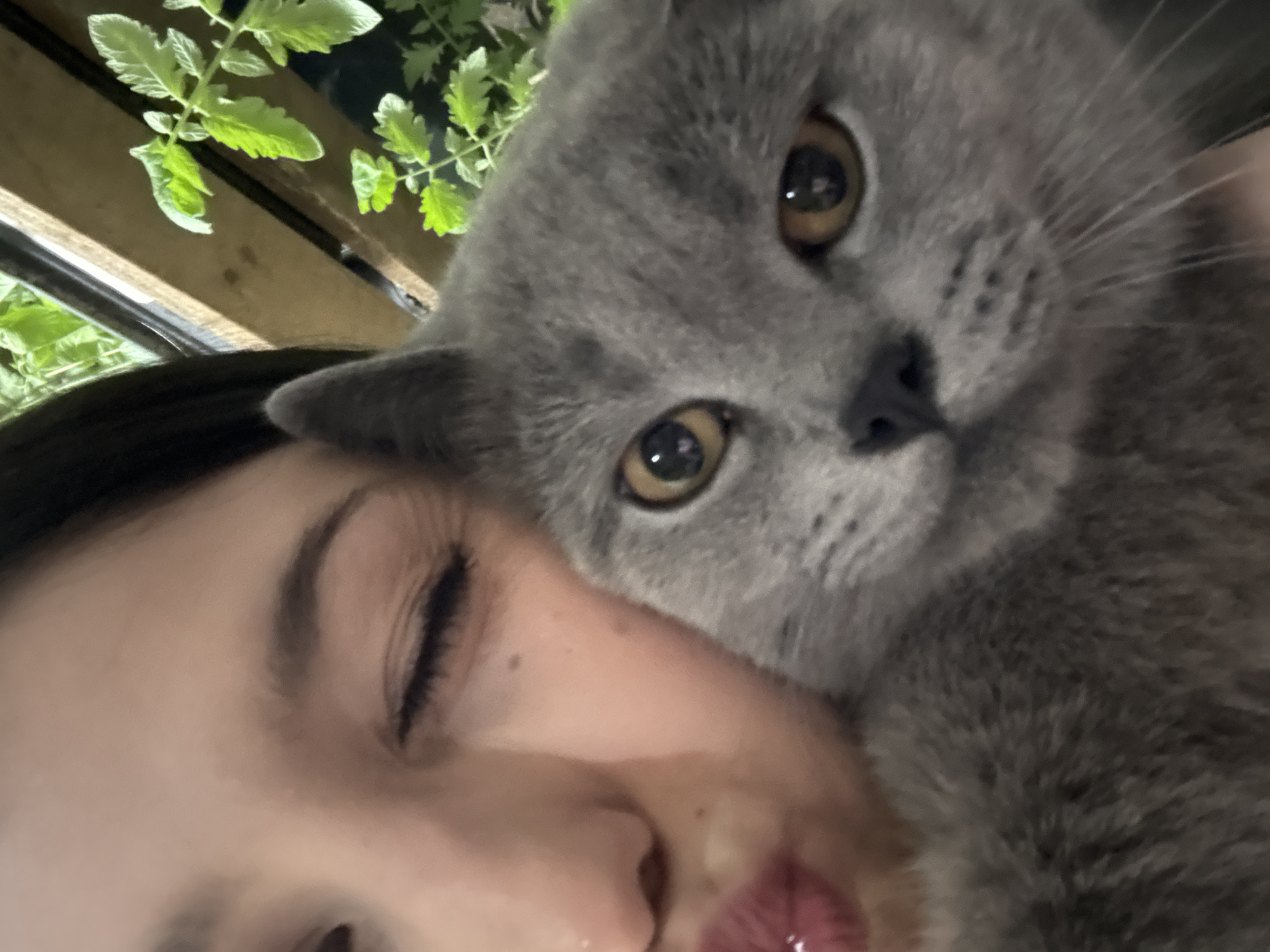 The image presents a close-up, tender moment between a person and a cat, possibly captured as a selfie. On the left, a person with dark hair and closed eyes has their face partially visible, conveying a sense of relaxation or affectionate closeness. Their lips are slightly parted. Cuddled against the person's face and occupying the majority of the right side of the frame is a fluffy, grey-furred cat, likely a British Shorthair, with prominent amber eyes. The cat is looking directly at the viewer with a curious or focused expression.
In the upper left background, vibrant green plants with serrated leaves, resembling young tomato plants, are visible. Behind these plants, a wooden structure, possibly part of a fence, planter box, or building, is partially seen. The lighting on the plants suggests either bright daylight or artificial grow lights. The overall atmosphere is intimate and serene. No text is visible in the image. This scene takes place in Фоки, Russia.