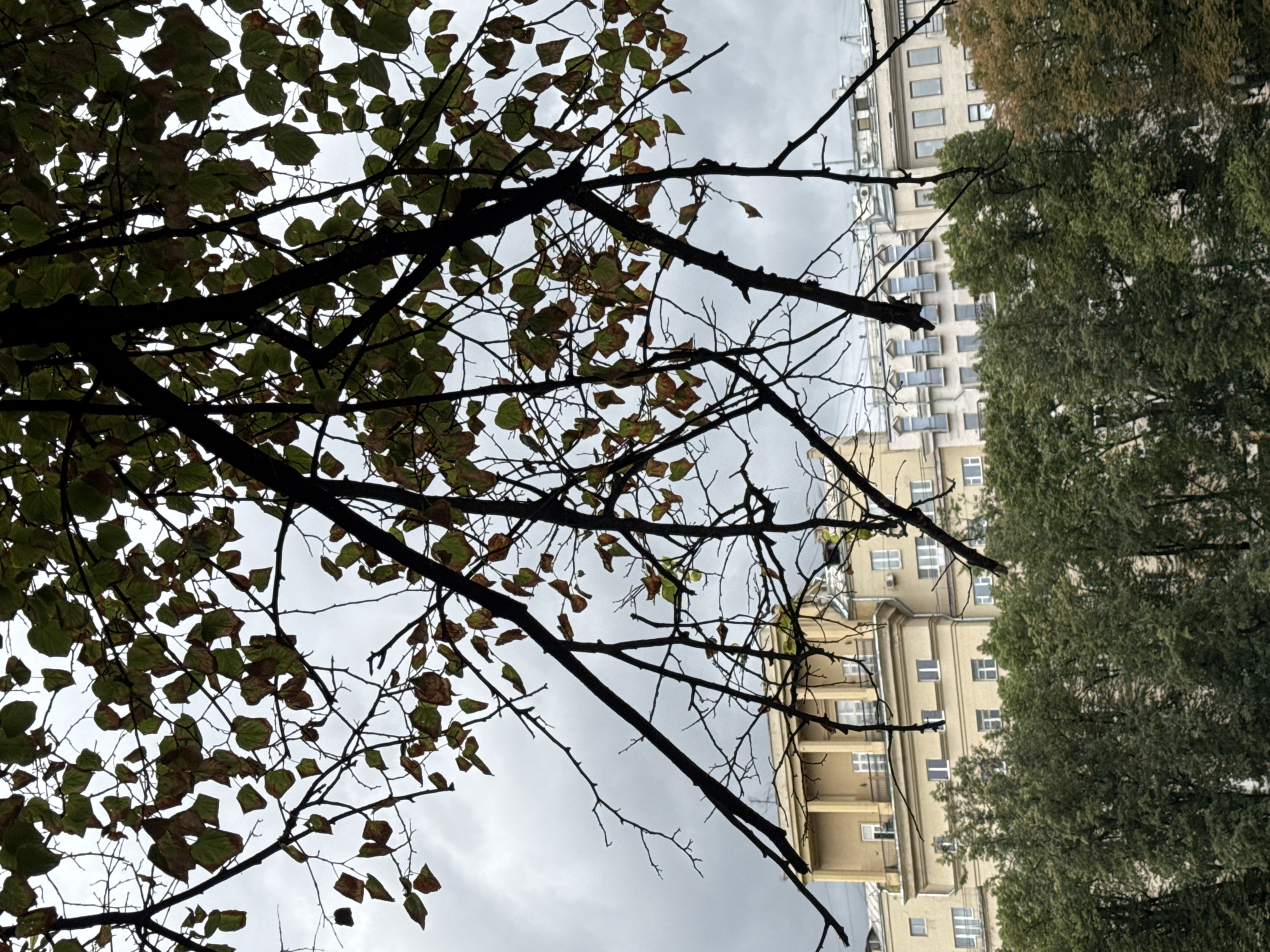 An overcast sky looms above a park in Moscow, Russia. In the foreground, the dark, bare branches of a deciduous tree extend across the frame, some adorned with a sparse scattering of browning leaves, suggesting the approach of autumn. Beneath the canopy of branches and leaves, a line of lush green trees forms a dense barrier, their foliage a vibrant contrast to the muted sky and bare branches. Peeking out from behind the trees, a pale yellow, multi-story building stands prominent. This building features classical architectural elements, including a colonnade on the upper floors and numerous windows with balconies. To the right of the yellow building, a series of lighter-colored, more modern buildings with arched windows and balconies are visible, also behind the green trees. The overall scene depicts a serene urban park setting with architectural elements integrated into the natural landscape, characteristic of Moscow's urban planning.