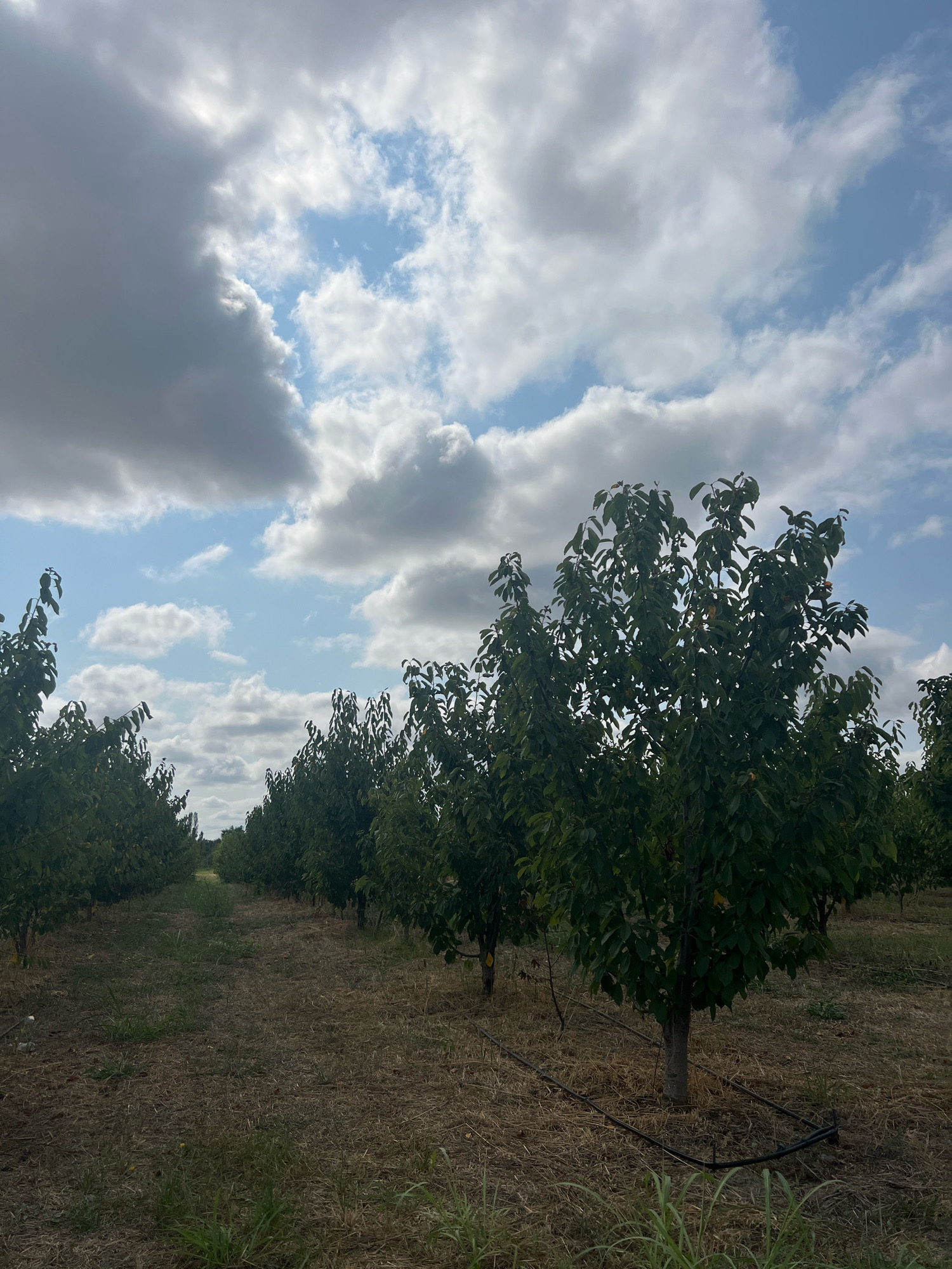 The image depicts an orchard with rows of deciduous trees under a partly cloudy sky. The trees are relatively young, with thin trunks and dense green foliage. The ground is covered in dry grass and mulch, with irrigation lines visible around the base of some trees. The rows of trees recede into the distance, suggesting a large cultivated area. The sky is a mix of blue patches and white and gray clouds, indicating a dynamic weather system. The overall scene is serene and agricultural, characteristic of a rural or semi-rural setting.