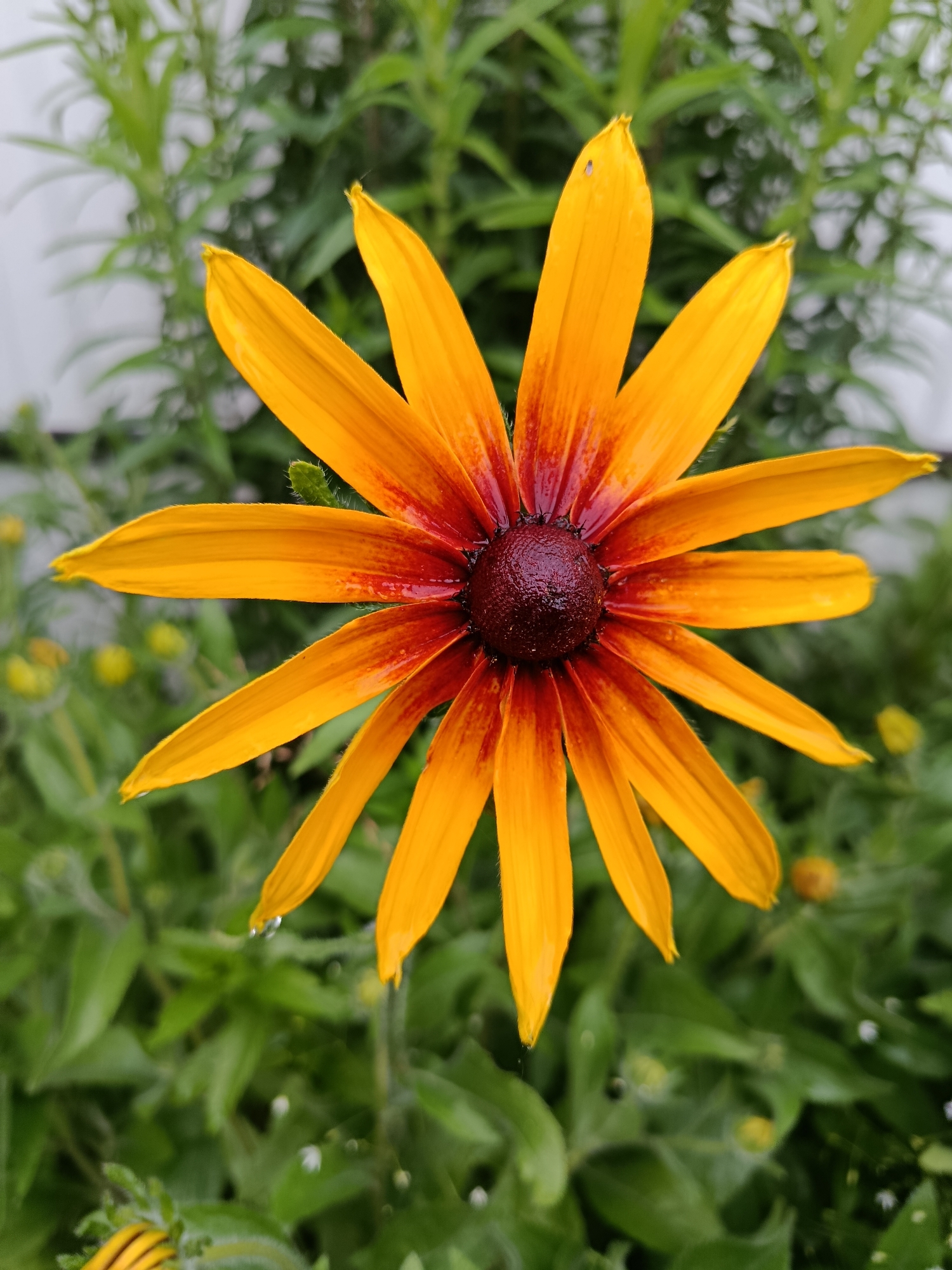 A close-up, high-angle shot focuses on a single, large Black-Eyed Susan flower in full bloom. The flower's petals are a vibrant, sunlit yellow with a deep, reddish-brown center. The petals are edged with a slight reddish hue that intensifies towards the center, creating a striking gradient. Several petals are slightly curved, and some show small water droplets, suggesting recent rain or dew. The flower's center is a dark, textured dome.
The background is a lush, green blur of foliage, hinting at a garden setting. Out-of-focus leaves and some small, yellow flower buds are visible, adding depth to the image. The lighting suggests it is daytime, likely overcast or in the shade, as there are no harsh shadows. The overall mood is serene and naturalistic, highlighting the beauty of the flower.
There is no visible text in the image. The implied location is Vereya, Russia.