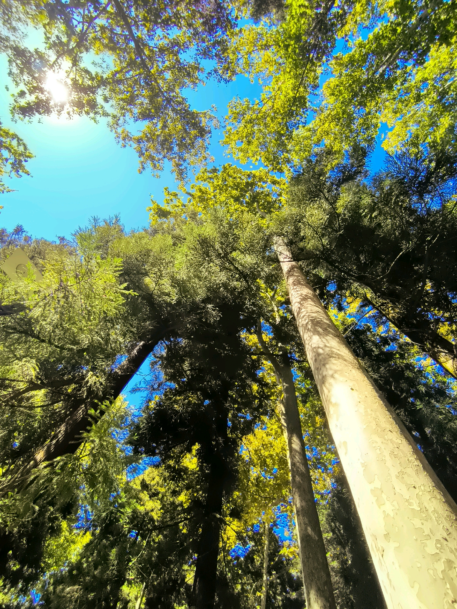 An upward-looking shot captures a dense canopy of trees against a bright blue sky. Sunlight streams through the leaves, creating a dappled effect. The trees appear to be in a park or natural setting, with their trunks visible in the foreground and midground. The overall impression is one of lush greenery and abundant light. The image does not provide enough information to determine a specific location within Batumi, Georgia.