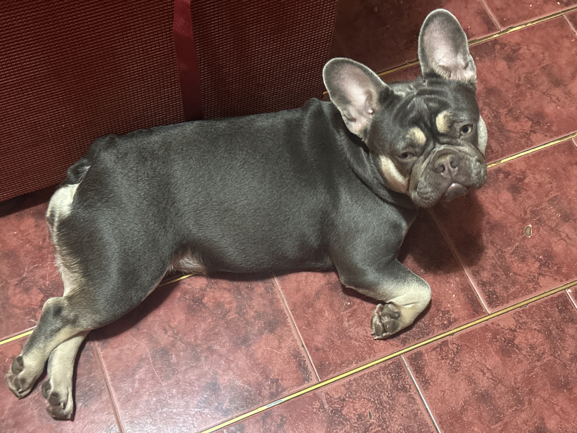 A French bulldog lies on its back on a reddish-brown tile floor with gold grout lines. The dog's body is dark gray with tan markings on its face, chest, and paws. Its front legs are crossed over its chest, and its hind legs are stretched out to the side. The dog's head is tilted upwards, and its eyes are open, looking directly at the camera. To the right of the dog, a portion of a dark red textured surface, possibly upholstery, is visible. The lighting in the image is artificial, casting soft shadows on the floor and the dog.