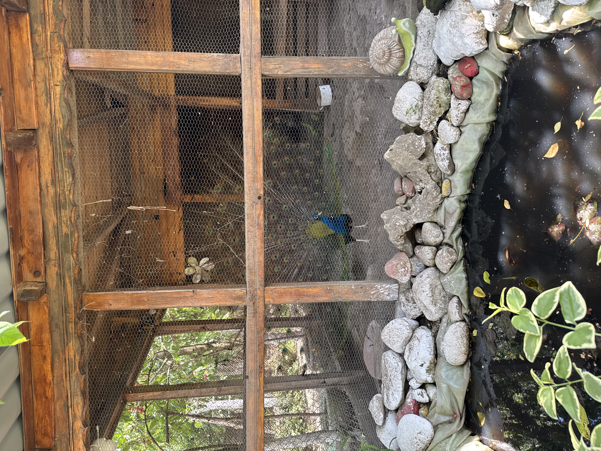 A peacock is inside a caged enclosure beside a pond. The enclosure is made of wood and wire mesh. The pond has rocks and leafy plants along its edge. The location is Butan, Bulgaria.