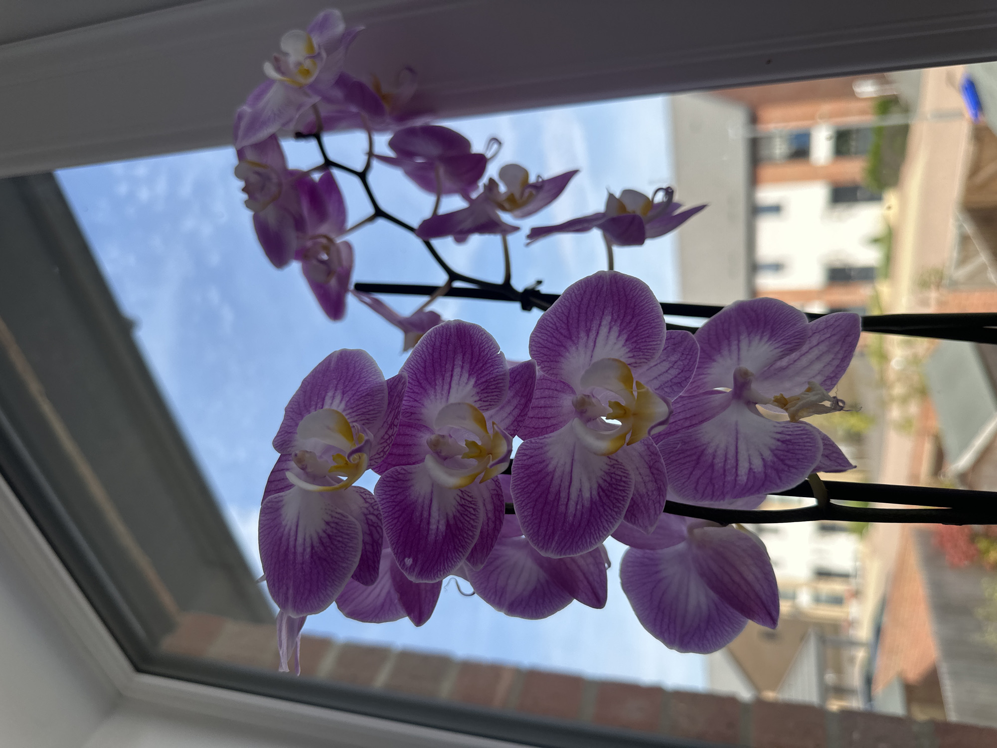 A close-up, eye-level shot captures a cluster of blooming pink and white orchids in focus, their delicate petals detailed with fine purple veins. The orchids are arranged on thin, dark stems, positioned in the foreground and partially obscuring a window. Through the window, the scene transitions to a blurred background displaying a clear blue sky with scattered white clouds. Below the sky, a row of houses with red-tiled roofs and white walls are visible, suggesting a residential area. The exterior of the buildings appears to be composed of brick and render. The window frame, made of white uPVC, is partially visible on the left and right edges of the image. The overall lighting is bright, with sunlight filtering through the window. The specific location is identified as Milton Keynes, United Kingdom.
