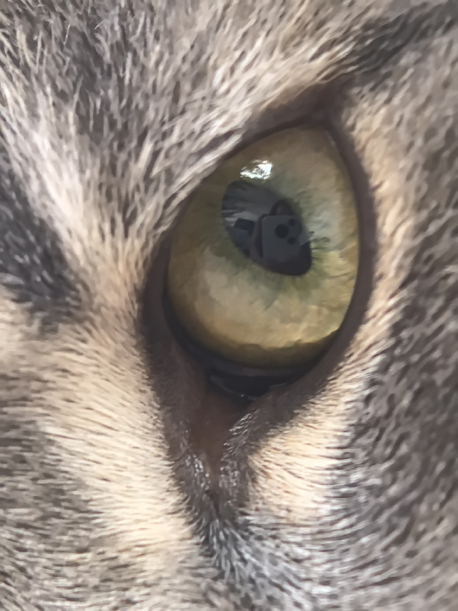 A close-up image focuses on a cat's eye, revealing its yellowish-green iris and a black pupil. The surrounding fur is a mix of grey and beige tones. A reflection in the eye includes a dark object with circular protrusions, which suggests a device of some kind.
The image provides no indication that the photo was taken in the city of Perm, Russia.