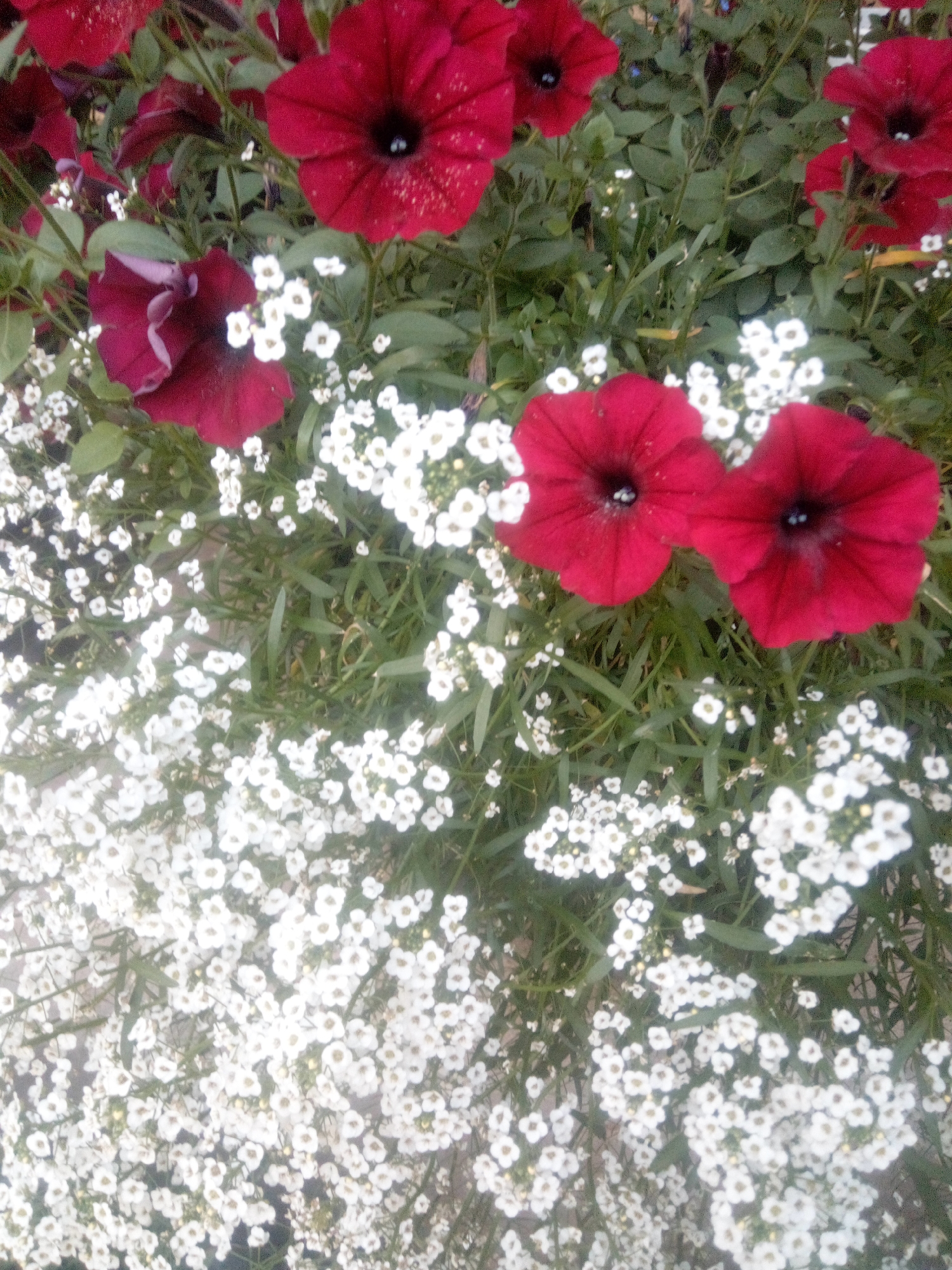 The image displays a close-up, top-down view of a densely planted flower bed. Dominating the foreground and midground are numerous small, white, star-shaped flowers with yellow centers, interspersed with vibrant red petunia-like flowers. The red flowers are larger and more prominent, with deep throats and ruffled or slightly curled petals. Green foliage serves as a backdrop and filler, with some leaves visible among the blossoms. The scene appears to be an outdoor garden or planter, likely in a public space such as a park or along a street in Первомайская, Russia, given the provided context. There are no people or animals visible in the image. The lighting suggests it could be daytime, though the overall quality of the image is somewhat soft, and the focus is not uniformly sharp across all elements.