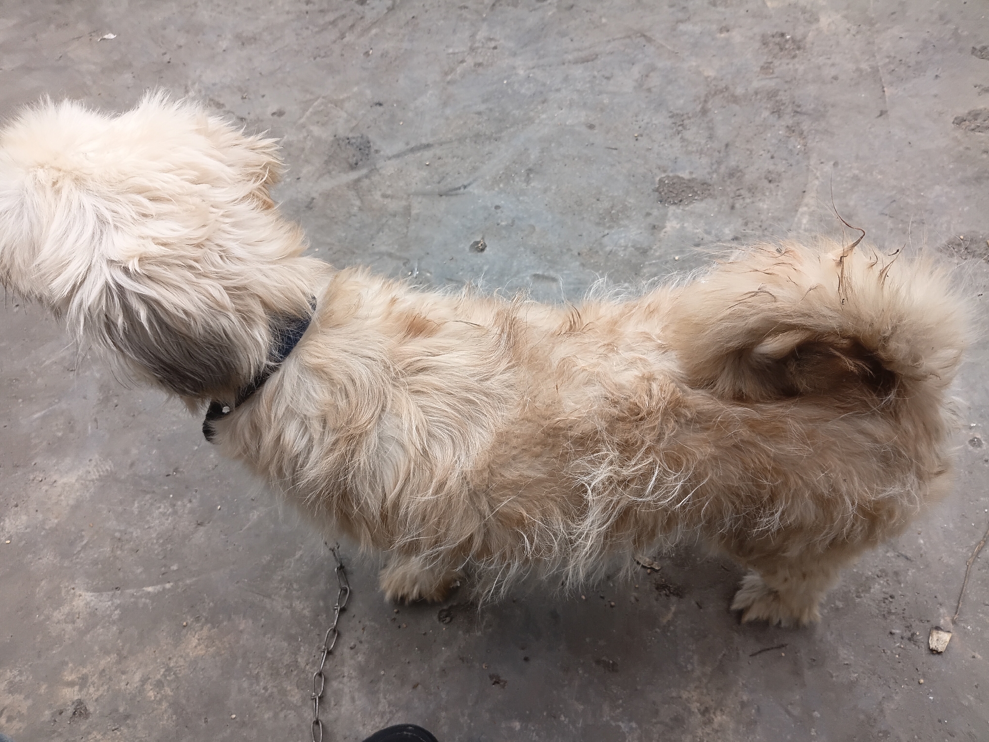 A tan, shaggy dog is shown from a high angle, standing on a concrete surface. The dog is facing left with its head turned slightly towards the viewer. It has a dark collar and a chain leash attached. The concrete appears weathered and slightly dusty, with some small debris scattered on it. The lighting suggests it is daytime, possibly outdoors. The overall scene is simple, focusing on the dog and its immediate surroundings.