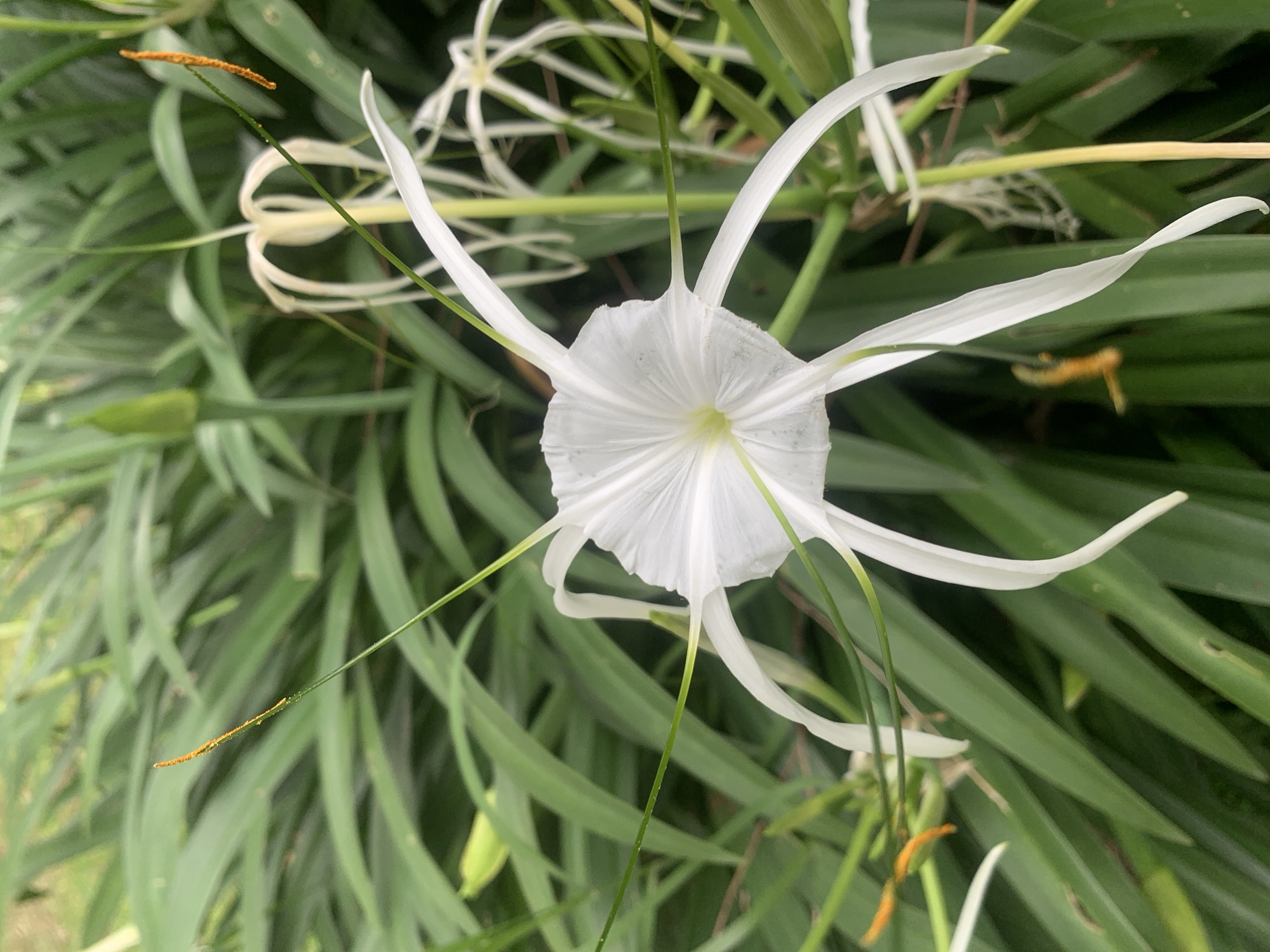 This is a close-up, eye-level, outdoor shot of a white spider lily flower in full bloom. The flower's delicate white petals are thin and elongated, fanning out from a central, ruffled white structure. Thin, green filaments extend from the center of the flower, some tipped with tiny orange anthers. The background is a dense collection of long, green, strap-like leaves, also characteristic of a lily. The lighting suggests it is daytime, with soft, diffused light, indicating possibly overcast weather or the flower being in a shaded area. The image has a shallow depth of field, with the flower in sharp focus and the background softly blurred, emphasizing the subject. There are no people visible, and the overall mood is one of natural beauty and tranquility. The location is identified as Jos, Nigeria.