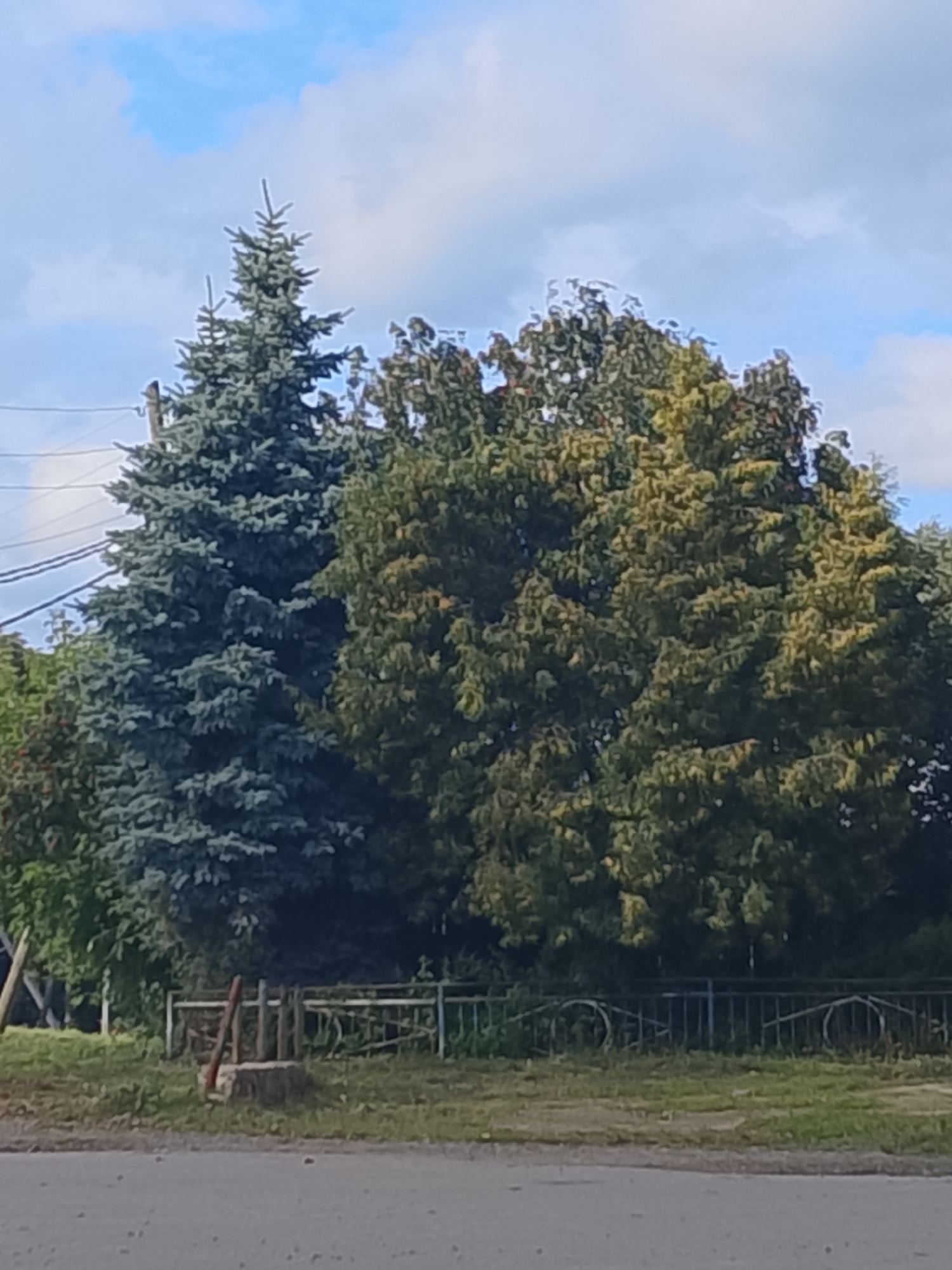 This is a medium shot, eye-level, outdoor photograph taken in the city of Арефино, Russia. The scene depicts a group of trees with a fence in front of them. A tall, blue-green spruce tree is on the left, with a deciduous tree to its right. The deciduous tree has green and yellow foliage, suggesting it is autumn. A metal fence with decorative circular elements is visible behind the trees. In the foreground, there is a dirt or gravel area, and a road. A wooden post stands on a concrete base in the foreground. The sky is blue with scattered white clouds.