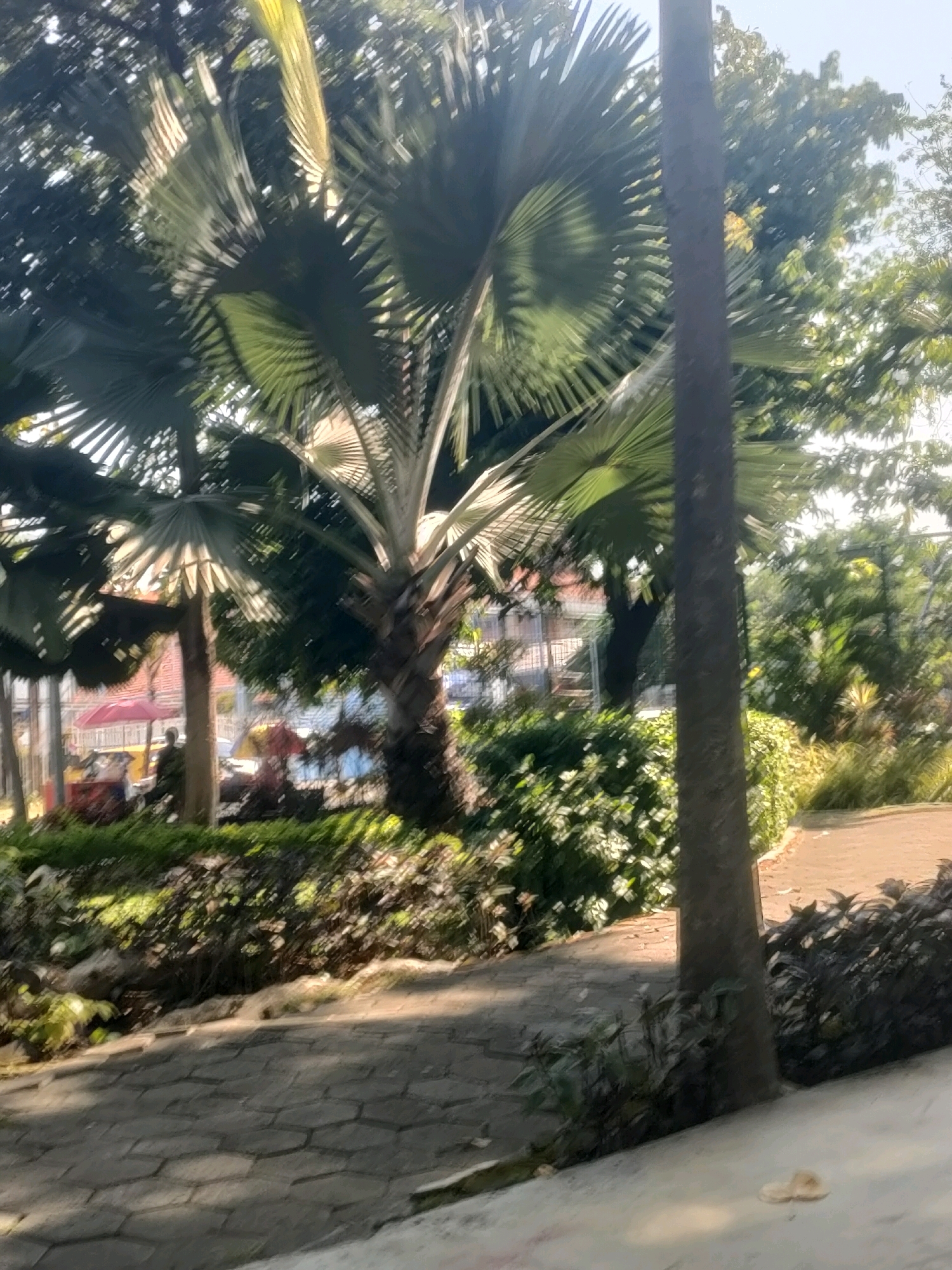 The image depicts a paved walkway in a park setting in Surabaya, Indonesia. A tall palm tree with fan-shaped leaves is prominently featured in the foreground. The walkway is constructed of hexagonal stone pavers. To the left of the walkway, lush green vegetation and bushes are visible. In the background, a building with a red roof can be seen, partially obscured by trees. There are also glimpses of other foliage and some structures, including what appears to be a playground with colorful umbrellas and equipment. The overall scene suggests a public recreational space bathed in sunlight, with dappled shadows cast across the path.