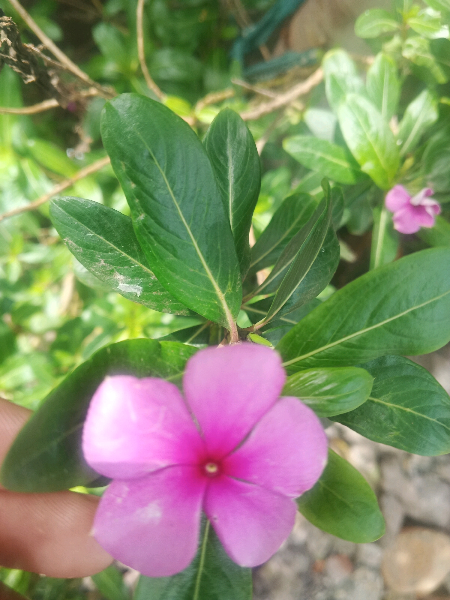 The image shows a close-up of a vibrant pink periwinkle flower with five petals, centered in the foreground. The flower's stamen is visible in its center. Surrounding the flower are lush green leaves, some of which are out of focus, creating a soft bokeh effect. A portion of a person's thumb is visible on the lower left, partially obscuring one of the leaves and the flower. In the background, more periwinkle flowers and foliage are visible, suggesting a garden setting. The overall lighting is natural, and the image appears to have been taken outdoors. The specific location within Rajoda, India, is not discernible from the visual elements alone.