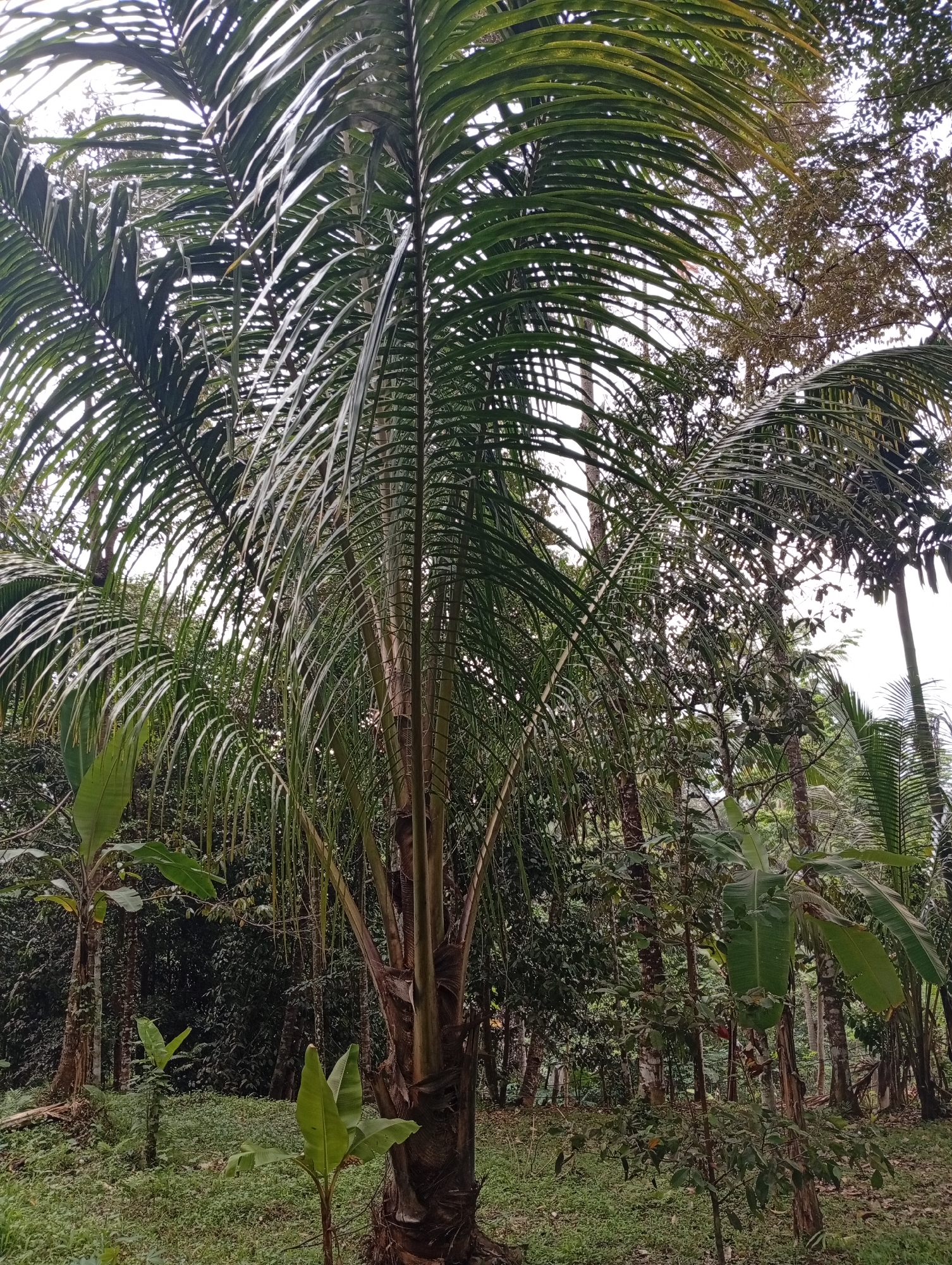 The image depicts a lush, tropical forest scene in the vicinity of Cisitu, Indonesia. The foreground is dominated by a tall palm tree with feathery fronds that extend upwards and outwards, partially obscuring the sky. The trunk of this palm tree is visible and appears textured. To the left and right of the central palm, other palm trees and banana plants are discernible, with large, broad leaves.
The background is a dense tapestry of various trees and foliage, characteristic of a rainforest environment. Sunlight filters through the canopy, creating a dappled lighting effect. The ground is covered with green vegetation, including grass and smaller plants. The overall impression is one of a wild, natural setting, likely a rural or forested area. There are no people or visible signs of human activity in the image.