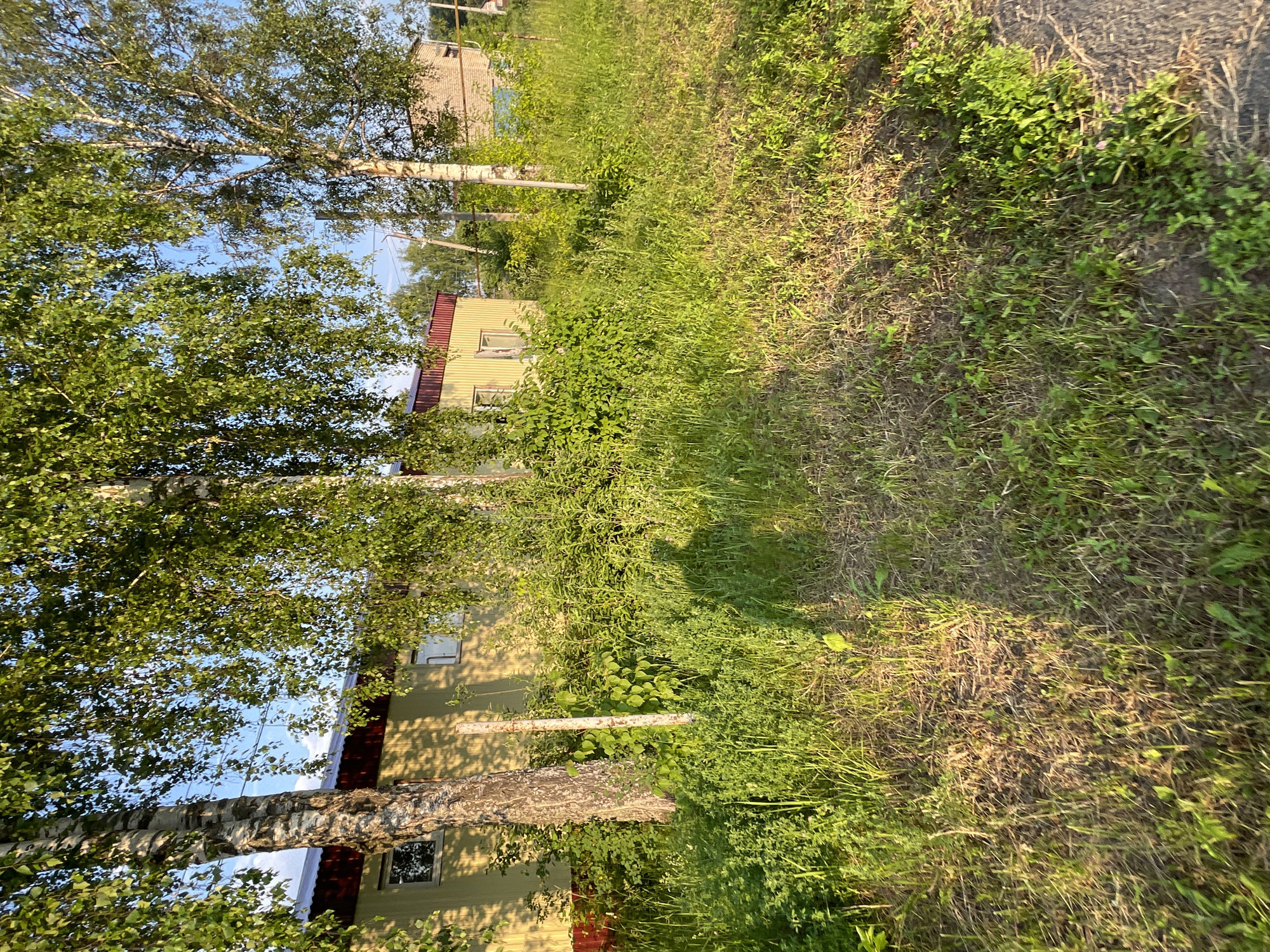 The image depicts a sunlit outdoor scene, likely in a rural or suburban area of Krasnye Baki, Russia, characterized by lush green vegetation and birch trees. In the foreground, a patch of dry, sun-baked grass transitions to more vibrant green grass and dense foliage. A faint shadow of a person is visible in the middle ground, suggesting the presence of a photographer or observer.
Behind the vegetation, a long, low building with a yellow facade and a red roof runs horizontally across the frame. This building has several windows visible, some with reflections. To the right of this building, a taller, brick structure is partially visible, with a blue garage door. Several utility poles and wires are present throughout the scene, indicating proximity to infrastructure. The overall impression is one of a casual, perhaps slightly overgrown, residential or semi-industrial area during daylight hours.