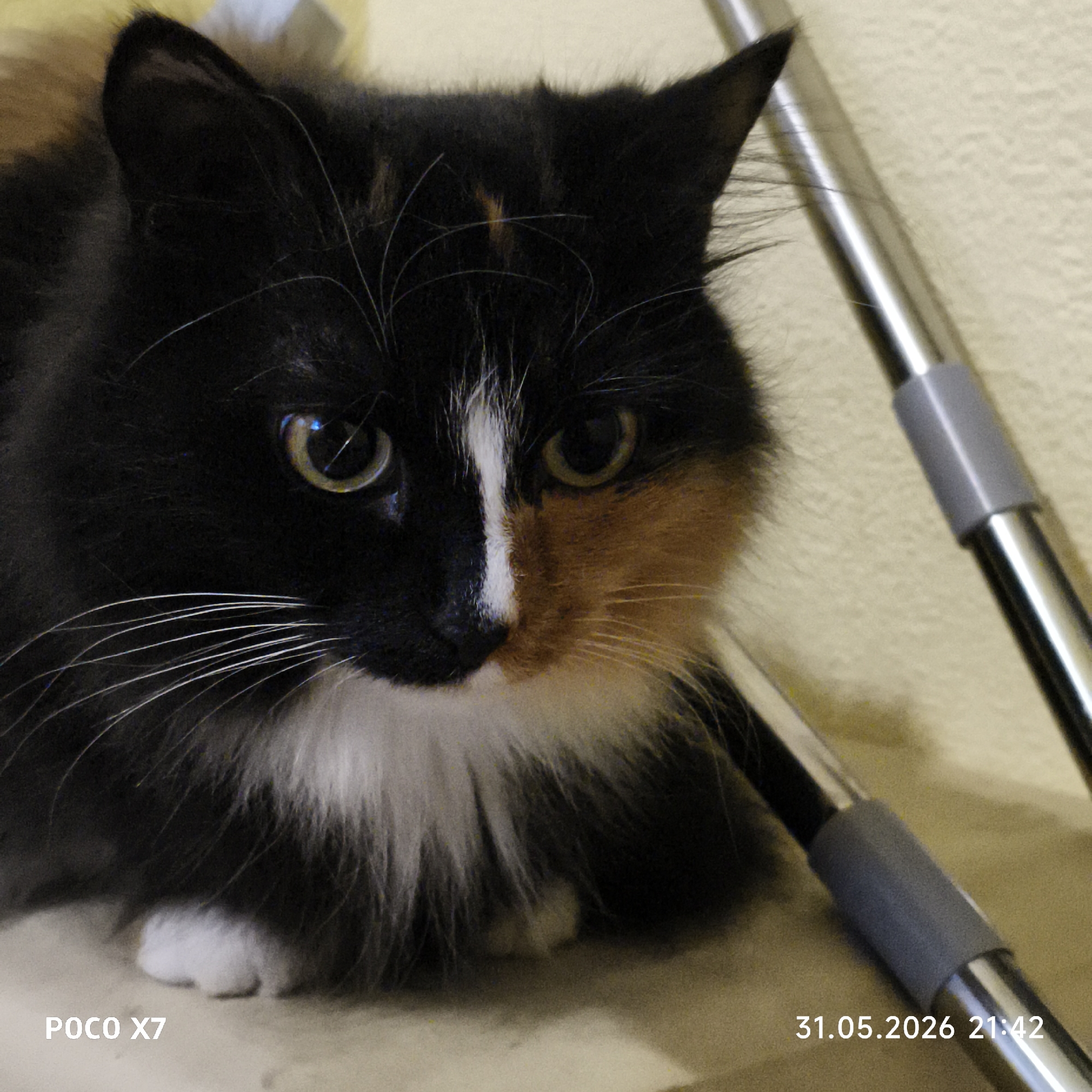 A close-up shot focuses on a calico cat with black, white, and orange fur. The cat has green eyes and white whiskers. A white stripe runs down its face. The cat sits indoors near two metal rods with gray rubber grips. "POCO X7" is printed in the bottom left corner and "31.05.2026 21:42" in the bottom right corner. The scene is in Chaikovsky, Russia.