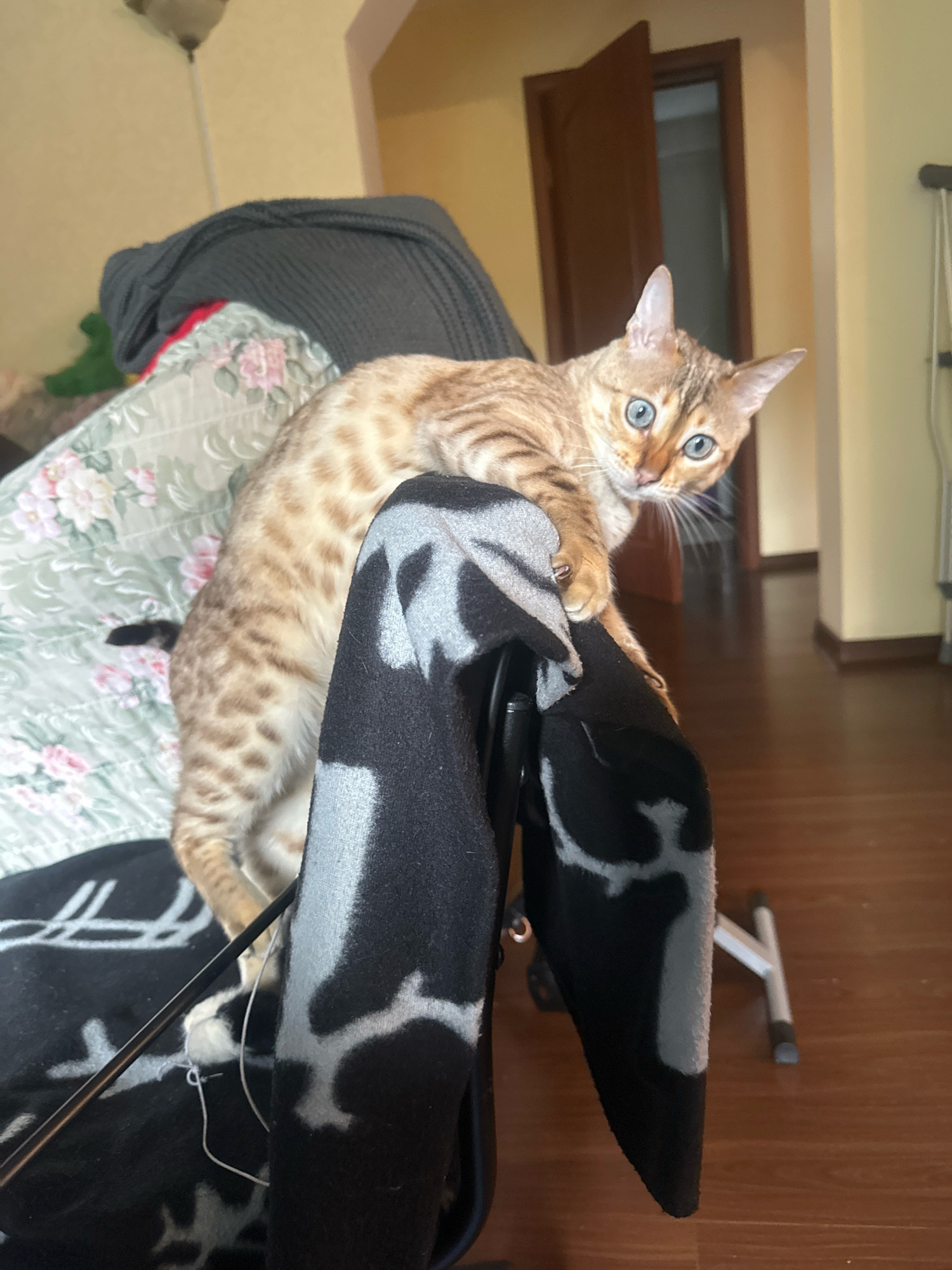 A young, spotted cat with bright blue eyes is perched on a piece of furniture covered with a patterned blanket. The cat is looking directly at the camera with its body angled. The background shows an interior setting with a wooden floor and a doorway. The location is Памяти Революции 1905 Снт, Russia.