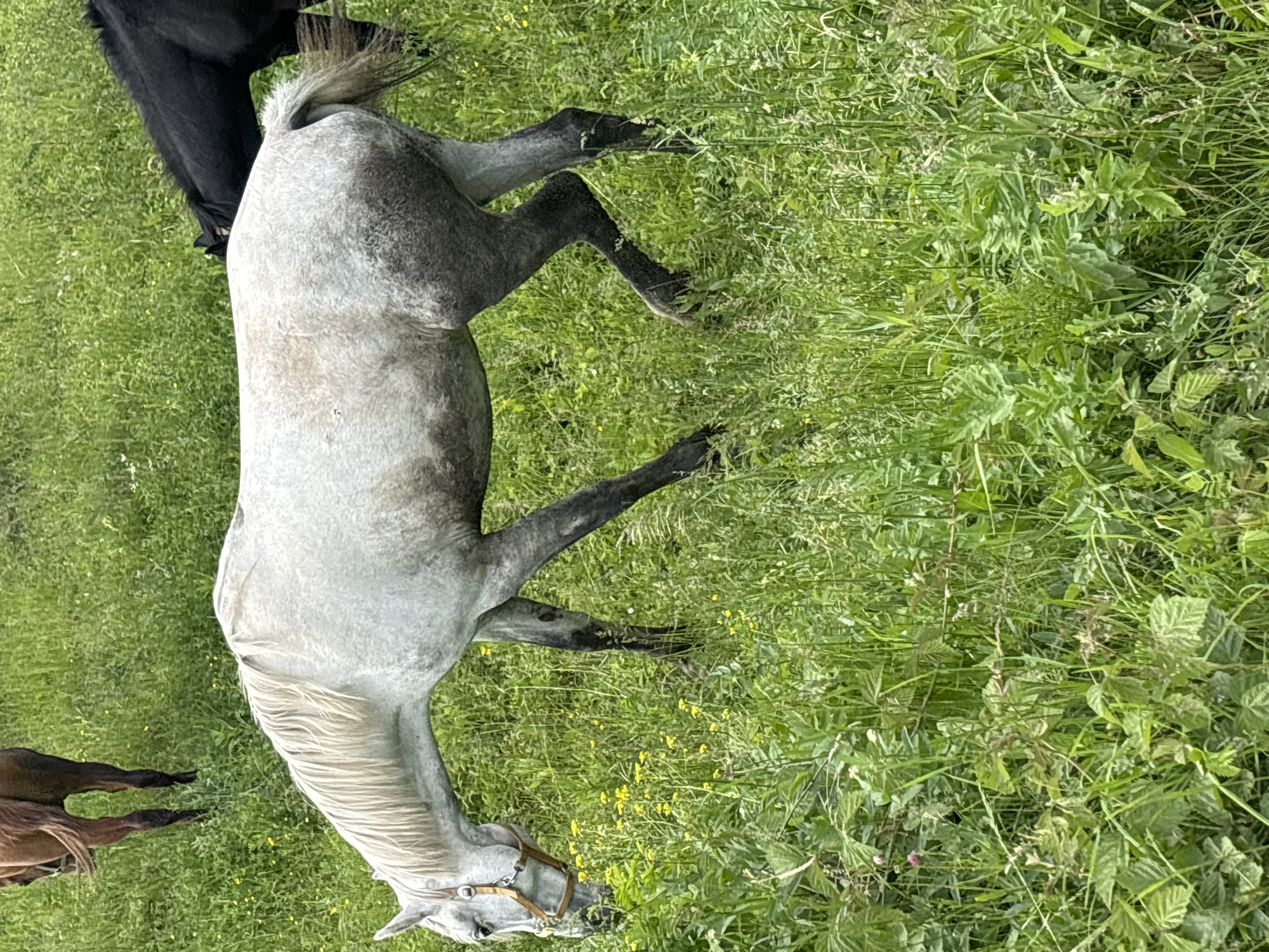A white horse with a light brown halter grazes in a grassy field with scattered yellow wildflowers. The horse is positioned in the center of the frame, facing left with its head lowered. In the background, the hindquarters of a dark-colored horse are visible, and further back, the legs of a brown horse can be seen. The environment is a lush green meadow. There are no people present in the image. This scene is likely located in the city of Noviy, Russia.