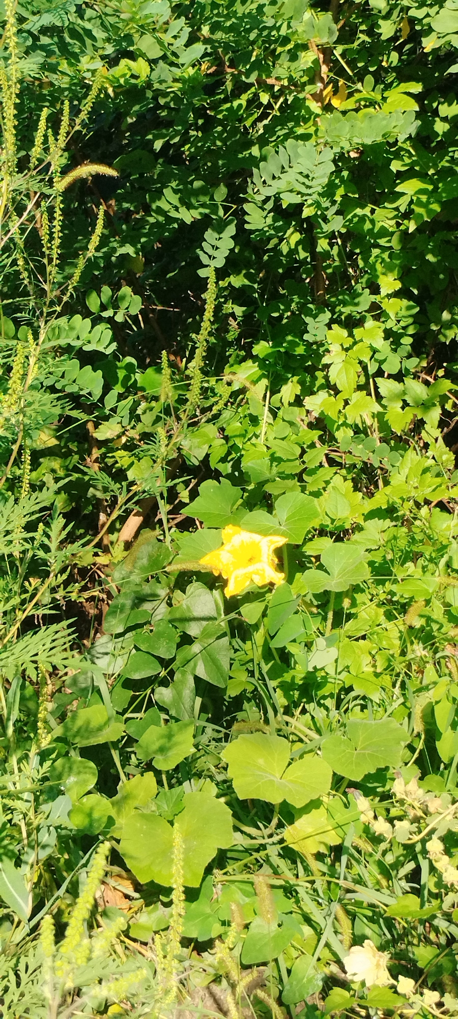 A close-up, vertical, eye-level shot captures a vibrant yellow squash blossom nestled amidst a dense tangle of lush green foliage and tall, slender weeds. The blossom, slightly off-center to the right, is the sole focal point of color in the otherwise verdant scene. Its petals are open, revealing a delicate, trumpet-like interior. The surrounding leaves are broad and heart-shaped, characteristic of squash plants, interspersed with thin, feathery weeds and taller stalks topped with small, elongated seed heads. The lighting suggests a bright, sunny day, casting subtle shadows and highlighting the textures of the leaves and blossoms. The overall impression is one of natural growth and the beauty of a single bloom within its environment. The scene is consistent with a garden or wild growing area, potentially in Yaroslavskaya, Russia, given the typical flora. No people or specific man-made structures are visible.