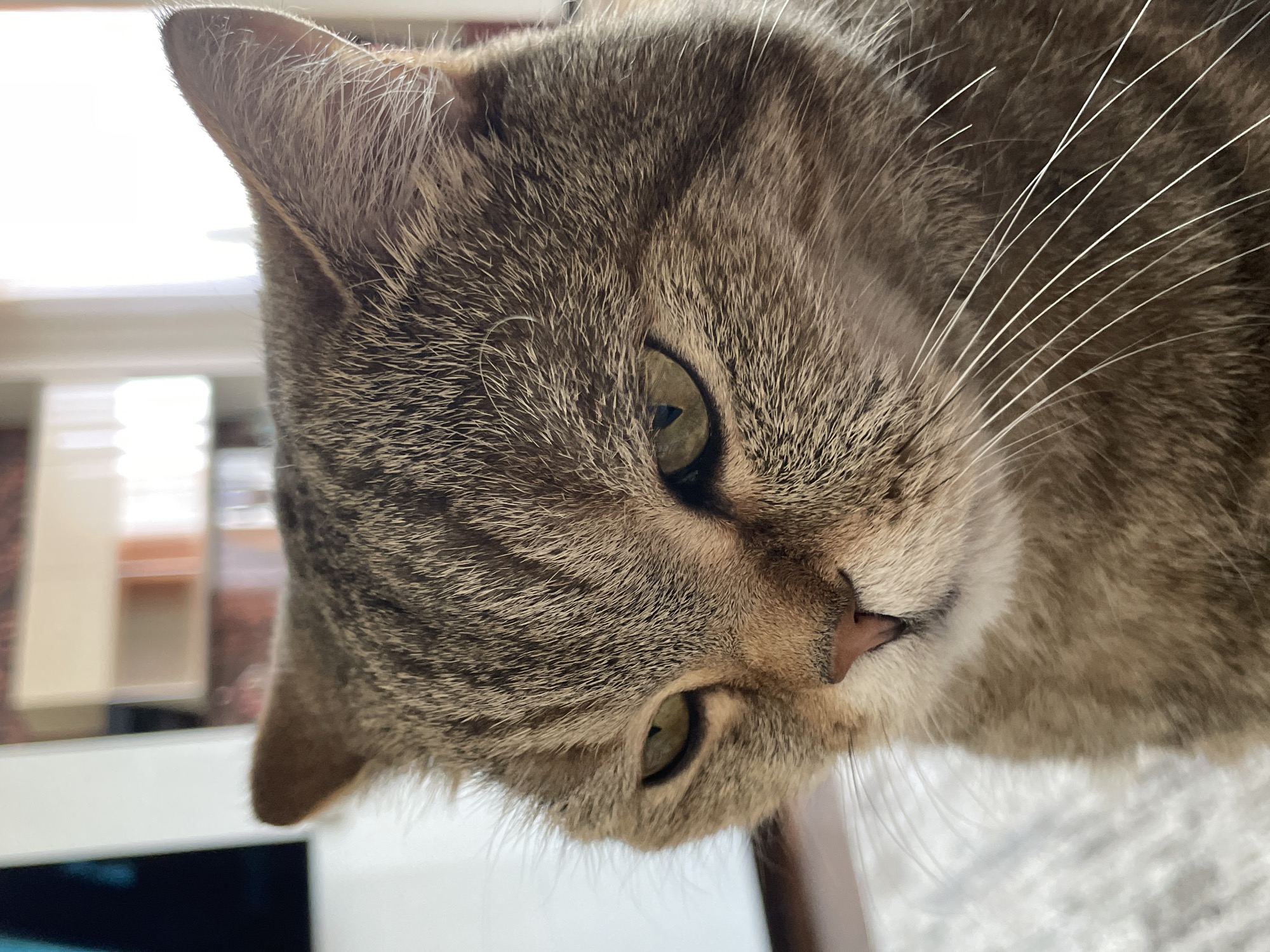 A close-up, slightly angled, indoor shot captures the face of a tabby cat. The cat has green eyes, a pink nose, and prominent white whiskers. The cat's fur is a mix of gray and brown. The background is blurred, showing a window and possible interior elements. The location is unknown, and there is no information to suggest the picture was taken in Rakhya, Russia. The image focuses solely on the cat and its immediate surroundings.