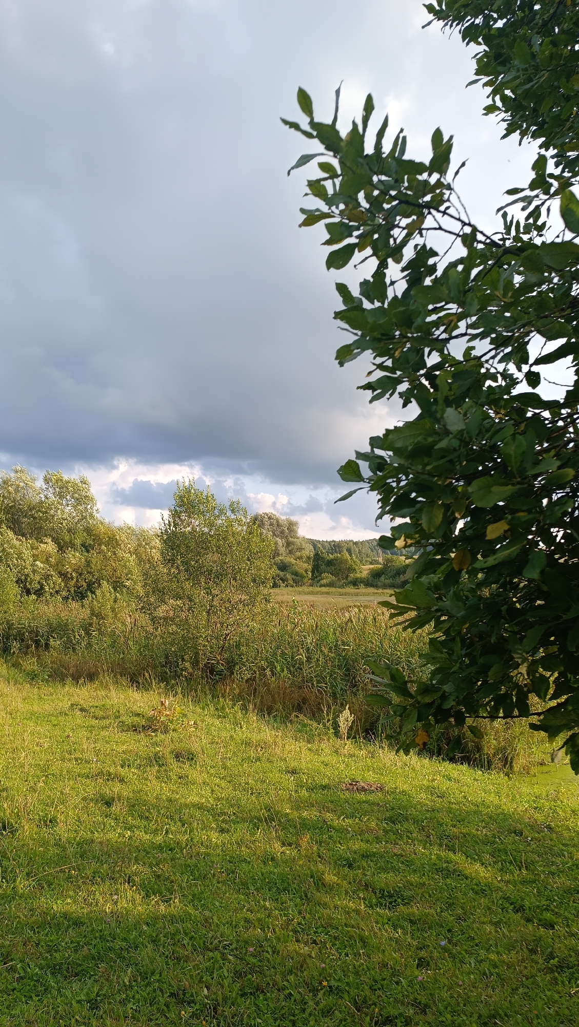 The image depicts a rural landscape under a cloudy sky. In the foreground, a grassy slope is illuminated by sunlight, casting shadows from the vegetation. The middle ground features a dense line of reeds and various trees, with a few trees appearing lighter in foliage, possibly indicating flowering or lighter leaf colors. The background shows a wooded hill under a dramatic sky with dark, heavy clouds and patches of lighter sky. A large tree with green leaves occupies the right side of the frame, partially obscuring the view of the landscape. The scene appears to be a natural environment, likely a field or meadow adjacent to a wooded area. The location is identified as Karsha, Russia. There are no people or specific objects of interest, such as buildings or vehicles, visible in the image. The overall impression is one of a natural, undeveloped outdoor setting.