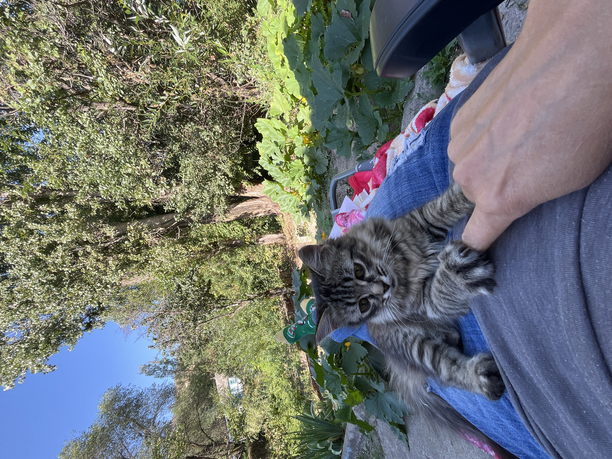 In the city of Қарғалы, Kazakhstan, a young, grey tabby cat with striped markings is resting on a person's lap, its front paws extended. The cat's left paw is gently touching the person's index finger, which is partially obscured by the cat's fur. The person is wearing blue jeans and a grey garment. The scene is set outdoors, under a clear blue sky, with lush green trees and large-leafed plants in the background. Sunlight illuminates the scene, casting shadows and highlighting the foliage. Part of a chair is visible on the right side of the frame, and a colorful blanket or cloth is draped over the person's legs. The overall impression is one of a peaceful, sunny day in a natural setting.