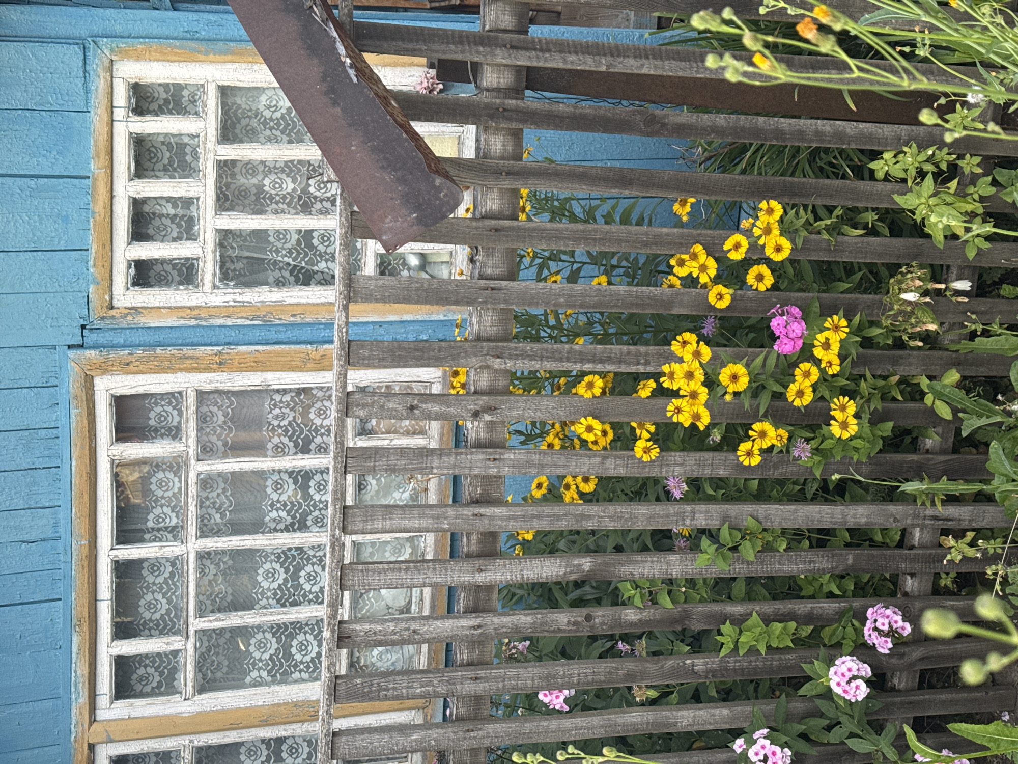 The image depicts a section of a weathered, rustic wooden fence with a blue wooden building and two windows in the background. The windows have white wooden frames and are covered with white lace curtains. A rusted metal sheet is attached to the fence and leans diagonally across the right side of the frame. Behind the fence, a variety of flowers are blooming, including yellow daisies and pink phlox. The scene appears to be outdoors, possibly in a rural or semi-rural setting, and is consistent with the appearance of residential buildings and gardens in the city of Safonovo, Russia. There are no people or animals visible in the image.