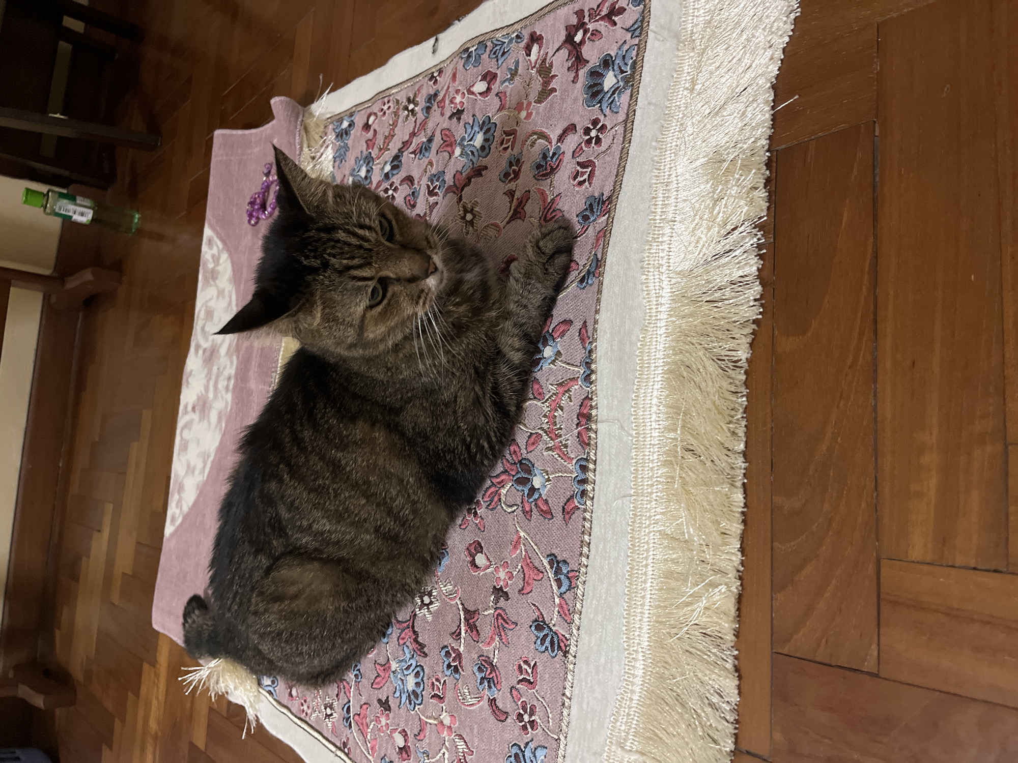 A brown tabby cat is lying on a small, decorative rug with a floral pattern and fringe. The rug is placed on a polished wooden floor. In the background, out of focus, is a green bottle and part of a wooden chair. The scene appears to be indoors. The location is not specified as Singapore.