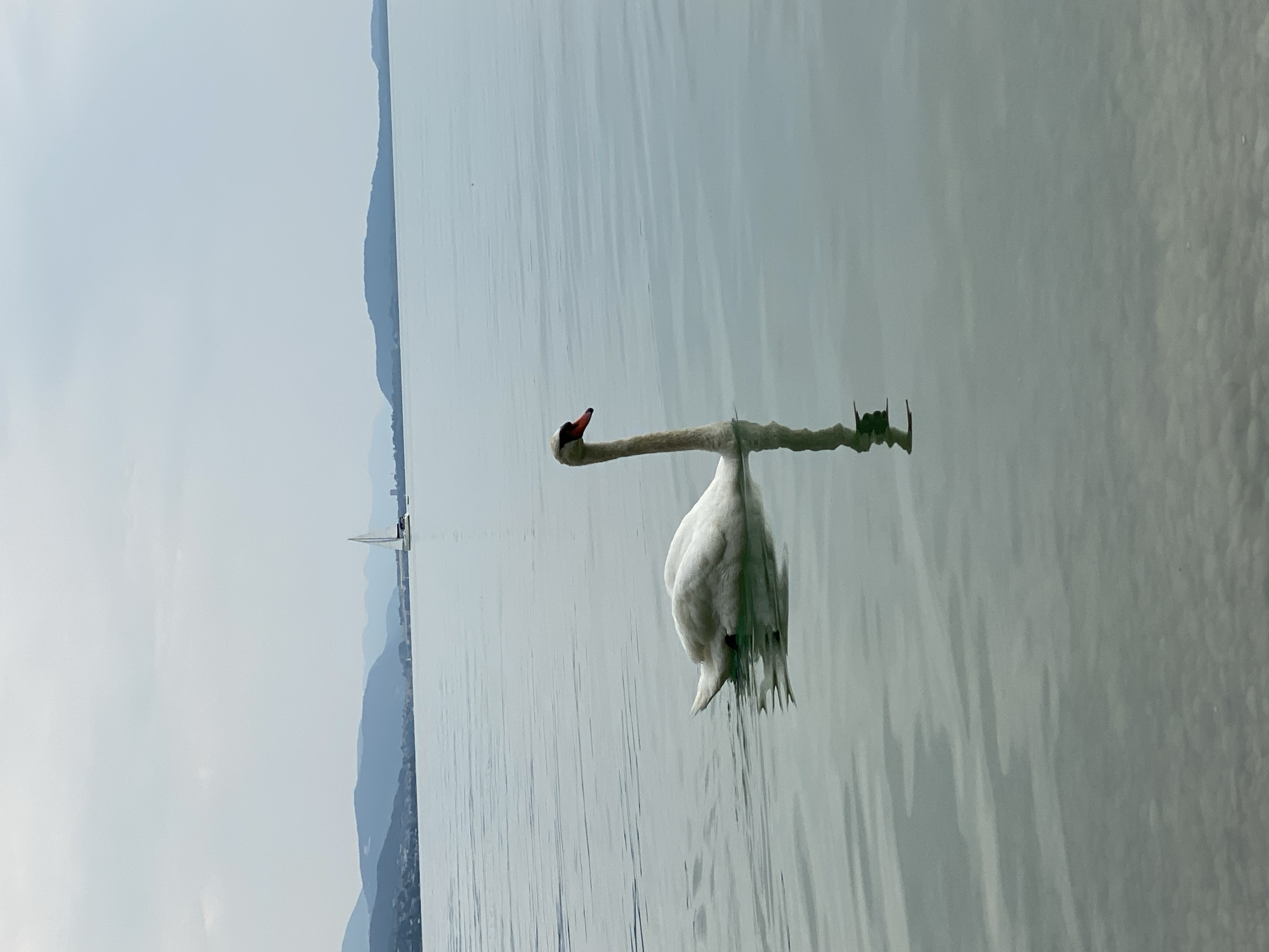 A serene lake scene features a solitary white swan gliding on calm water. In the distance, a sailboat with a white sail navigates the lake, with hazy blue mountains forming a backdrop along the shoreline. The sky is overcast, casting a muted light on the environment. The swan is positioned to the left of the frame, with its reflection visible on the water's surface. The overall impression is one of peacefulness and natural beauty. The location is presumed to be Cortaillod, Switzerland.