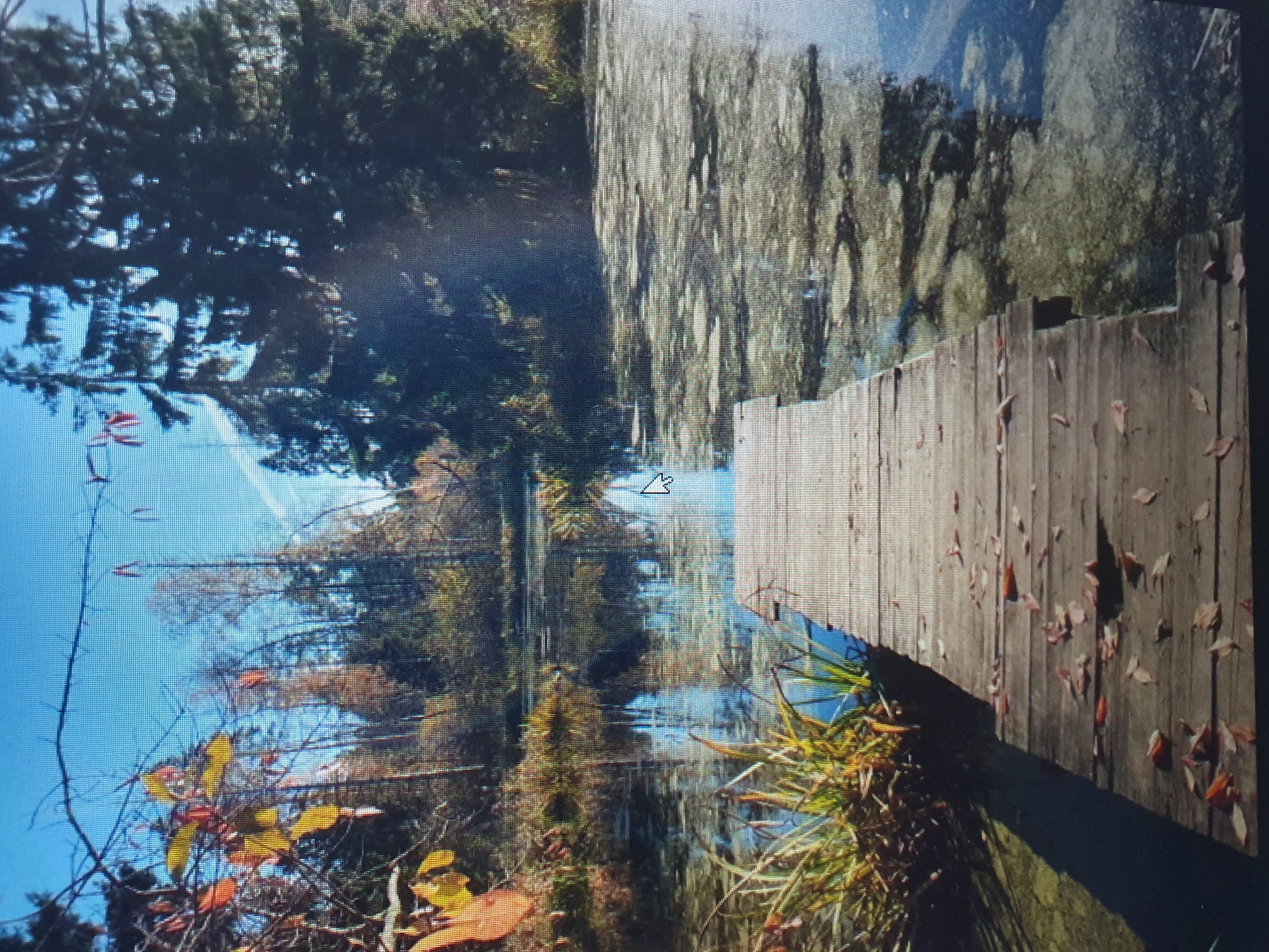The image depicts a wooden pier extending into a calm body of water, possibly a pond or lake, on an overcast day. The water's surface is partially covered with green algae and reflections of the surrounding trees and sky. The pier itself is weathered and shows signs of age, with fallen leaves scattered across its surface. To the left of the pier, tall reeds and grasses grow along the water's edge. The background features a dense forest with tall evergreen trees and deciduous trees displaying autumn foliage in shades of yellow and orange. The sky is a bright blue with faint white clouds. The scene evokes a sense of natural tranquility and a transition into autumn. There are no people visible in the image. The location of this scene in Tashkent, Uzbekistan, is not identifiable from the provided visual information alone.