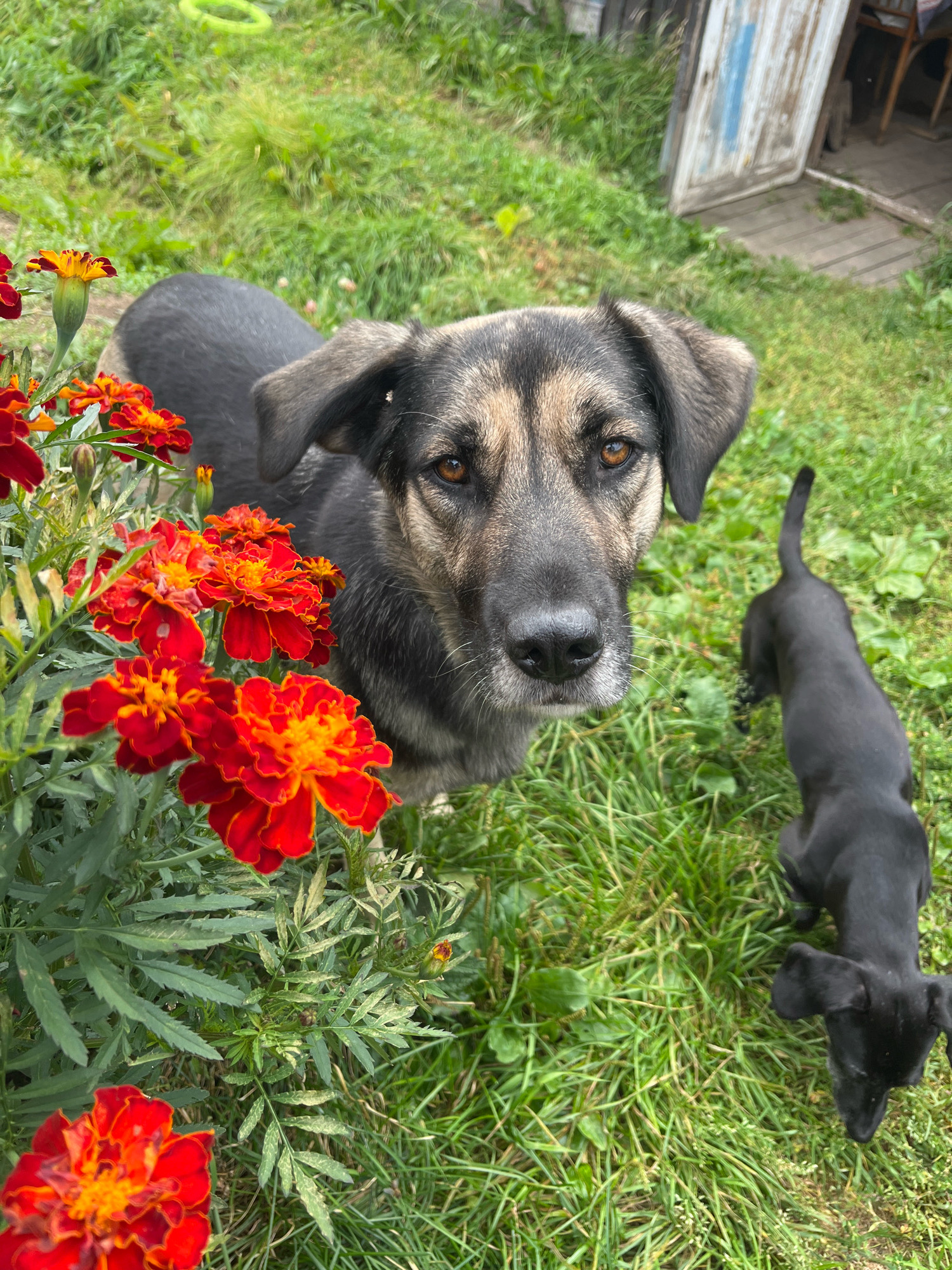 An adult mixed-breed dog with brown and black fur and floppy ears looks directly at the camera, standing in a grassy yard. To the right of the adult dog, a black puppy, possibly a Dachshund, is in motion, facing away from the camera. In the foreground, to the left, bright red and orange marigolds are in bloom. In the background, a rustic wooden structure with a weathered door and some chairs is visible. The overall scene suggests an outdoor domestic setting. The image was taken in Nizhny Tagil, Russia.