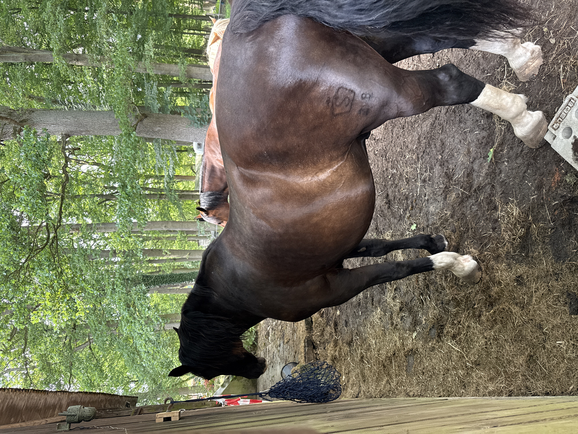 The image depicts a scene in Egestorf, Germany, likely at a stable or farm. In the foreground, a dark brown horse with a black mane and tail stands facing left, its body partially obscured by a wooden structure. The horse has white markings on its lower legs. On its right flank, a brand mark is visible, appearing to be a stylized 'S' above the number '38'. Behind this horse, two other horses are partially visible. One is a reddish-brown horse with a lighter mane, and another, further back, has a lighter colored mane. The ground is covered in straw and mud. In the background, a dense forest of green trees provides a natural backdrop. A blue net hangs from the wooden structure on the left, and a red and white striped object is attached to it. The lighting suggests it is daytime.