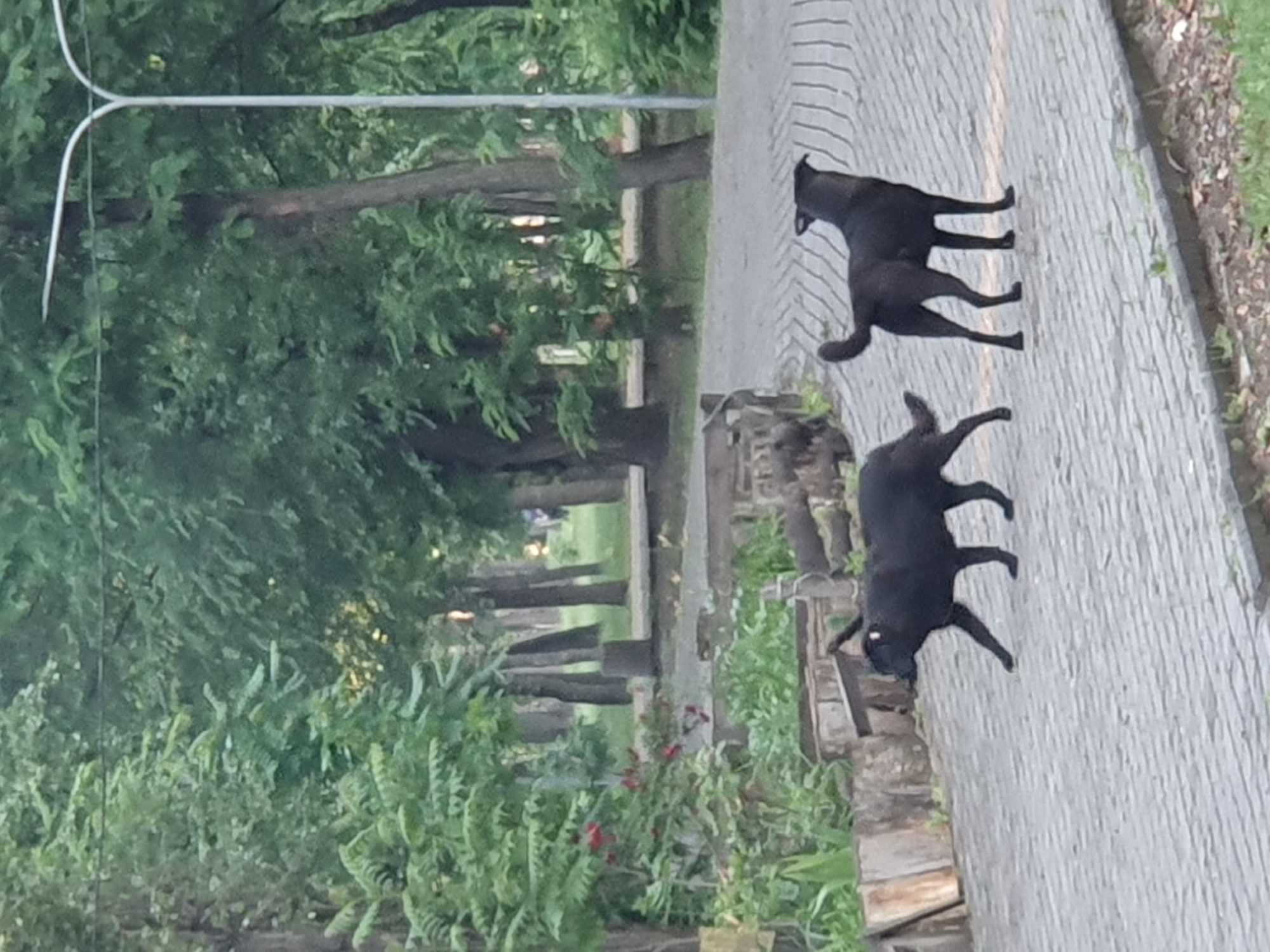 Two black dogs are walking on a paved pathway in a park. The dog on the left is walking towards the left side of the frame, with its head down. The dog on the right is standing and facing towards the right side of the frame, with its head up. In the background, there are trees and a lamppost. The pathway is made of grey cobblestones. There is also some greenery on either side of the pathway.