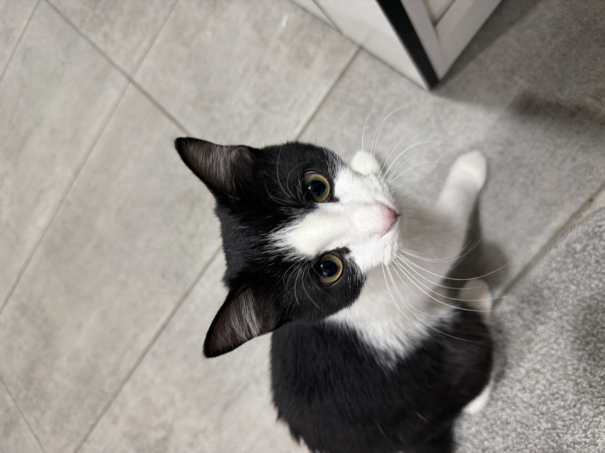 A tuxedo cat is captured in a high-angle, close-up shot. The cat has black fur on its head and back with white fur on its face, chest, and paws. The cat's ears are pointed and erect, and its eyes are a gold color. White whiskers extend from the cat's muzzle. The cat is looking upwards, towards the camera. The background consists of light gray tiles and a light gray carpeted area. The location is unknown and cannot be inferred from the image. There is no evidence that this photo was taken in the city of Chaikovsky, Russia.
