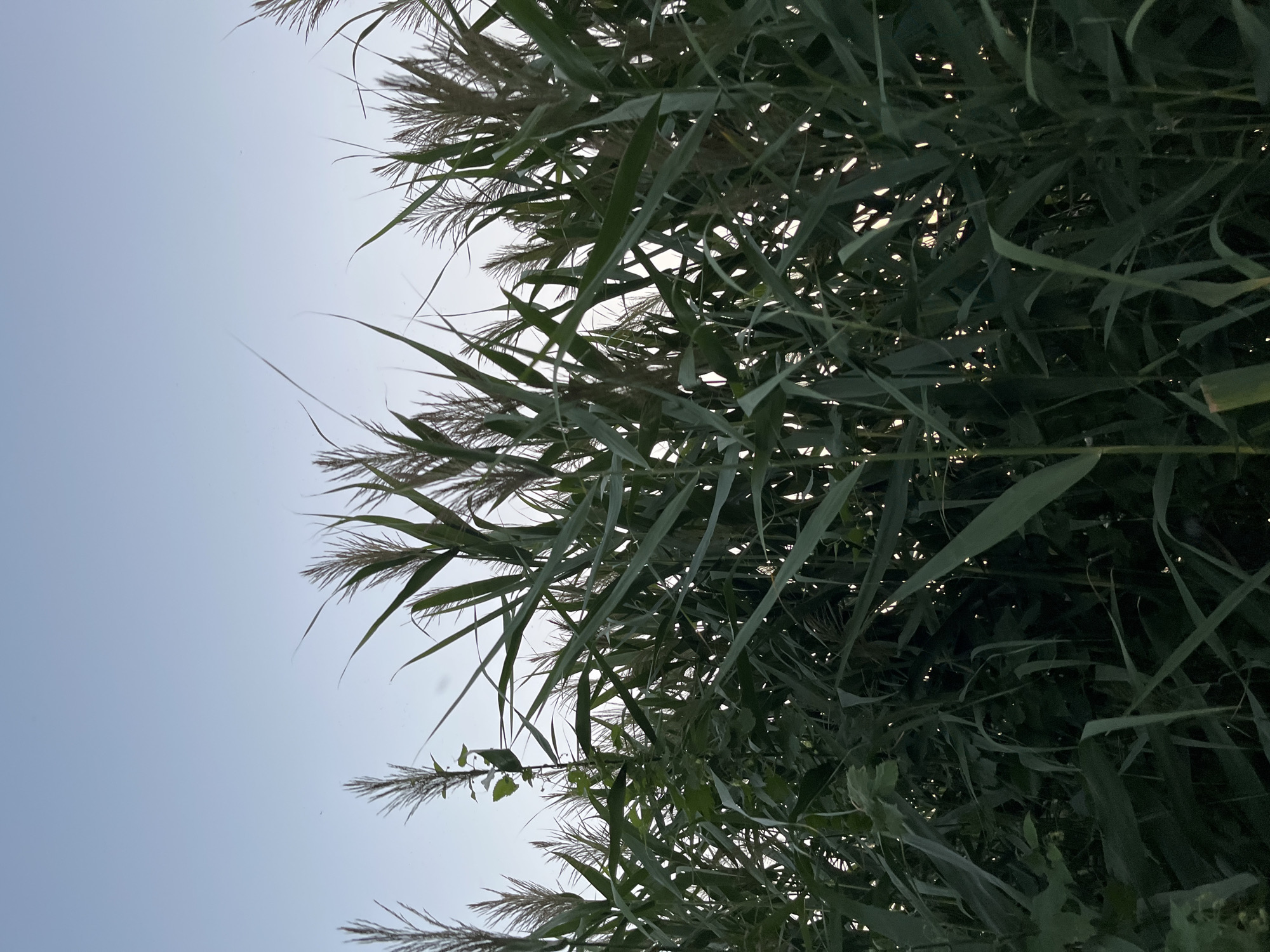 This image depicts a dense growth of tall reeds against a pale sky. The reeds are predominantly green, with some stalks topped with feathery seed heads. The lighting suggests it is either early morning or late evening. The image does not contain any people, buildings, or other man-made structures that would indicate a specific location within Saratov, Russia. It is a natural scene.