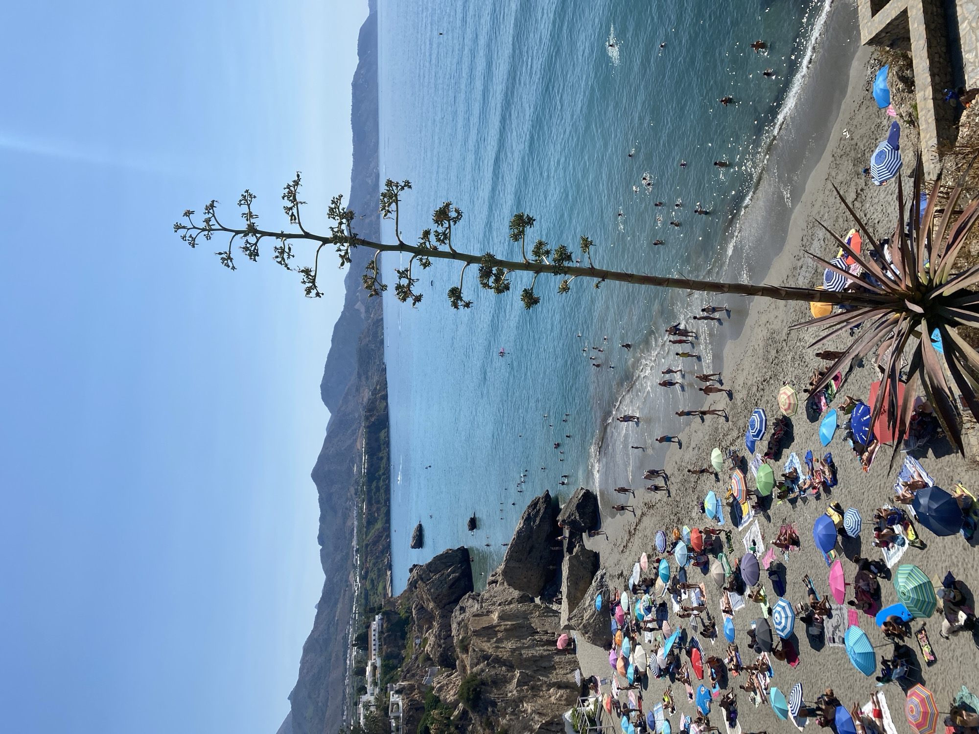 This is a high-angle, outdoor photograph of a crowded beach in Nerja, Spain. The scene is dominated by a large agave plant in the foreground, its tall stalk reaching towards the clear blue sky. Below, a sandy beach is densely populated with beachgoers relaxing under a multitude of colorful umbrellas. People are spread out on towels and blankets, some sunbathing, others walking along the shoreline. In the turquoise water, numerous individuals are swimming and playing. Rocky cliffs line the left side of the beach, with white buildings perched on top. The background features a range of hills and mountains that meet the horizon, suggesting a coastal mountainous region. The sun is shining brightly, casting shadows and illuminating the vibrant scene.