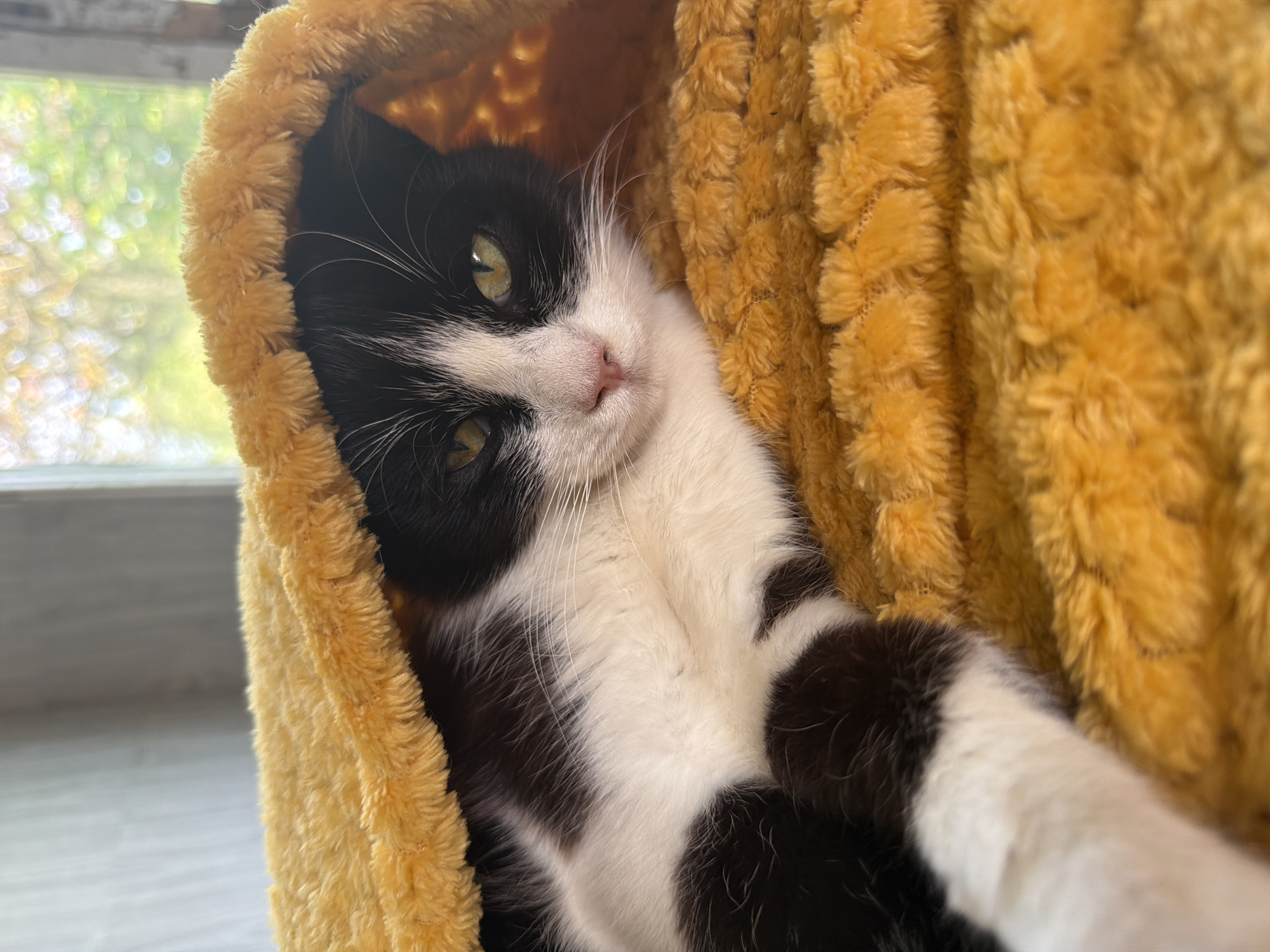 A black and white cat is lying inside a yellow, fuzzy cat cave. The cat is looking directly at the camera with a slightly tilted head. A window with blurred green foliage is visible in the background, suggesting an indoor setting. The location Leningradskaya, Russia is not confirmed by visual evidence.