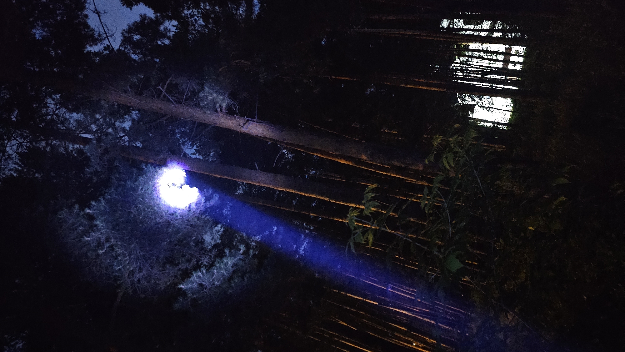 The image depicts a dark forest scene at night, illuminated by a strong blue and white light beam originating from the upper left and extending downwards. The beam appears to be a powerful flashlight or spotlight, illuminating the canopy of tall trees and some undergrowth. The trees are densely packed and appear to be pine or similar coniferous species. In the background, through a gap in the trees, there are faint lights that suggest the presence of buildings or structures, possibly indicating the edge of a forested area near a populated area. The overall impression is one of a nighttime exploration or observation in a natural setting, with the artificial light creating a dramatic effect. The image does not contain any people or animals.